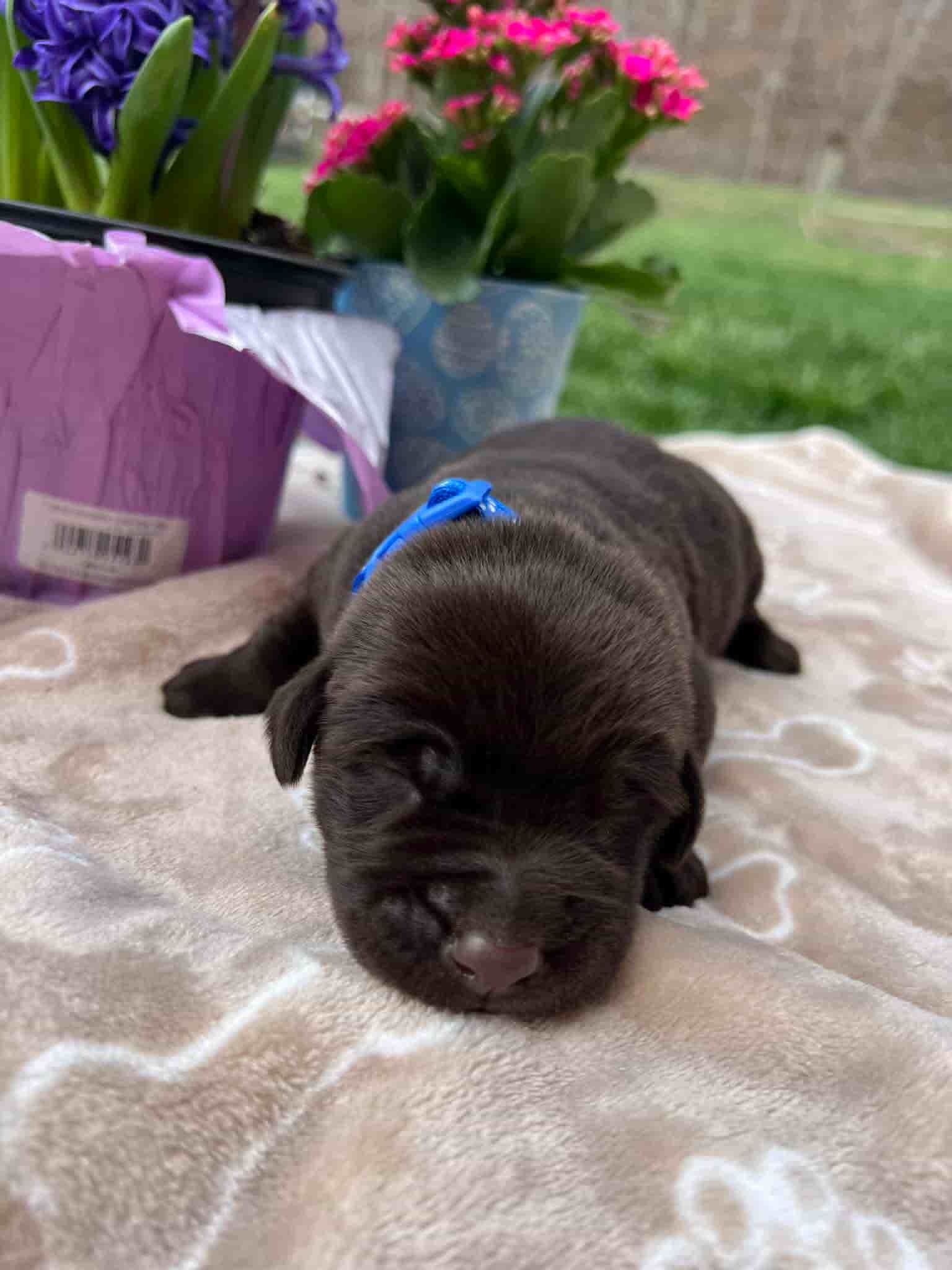 A purebred chocolate Labrador Retriever puppy with a pink curtain and red rose flowers around him.