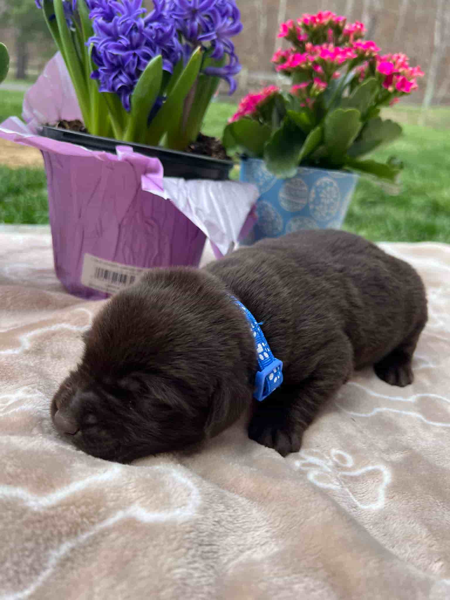 A purebred chocolate Labrador Retriever puppy with a pink curtain and red rose flowers around him.