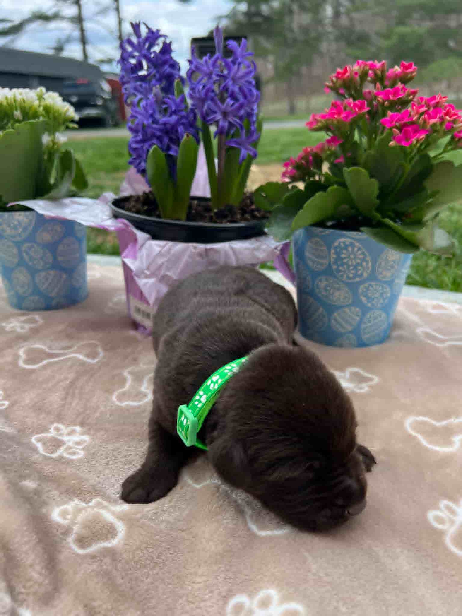 A purebred chocolate Labrador Retriever puppy with a pink curtain and red rose flowers around him.