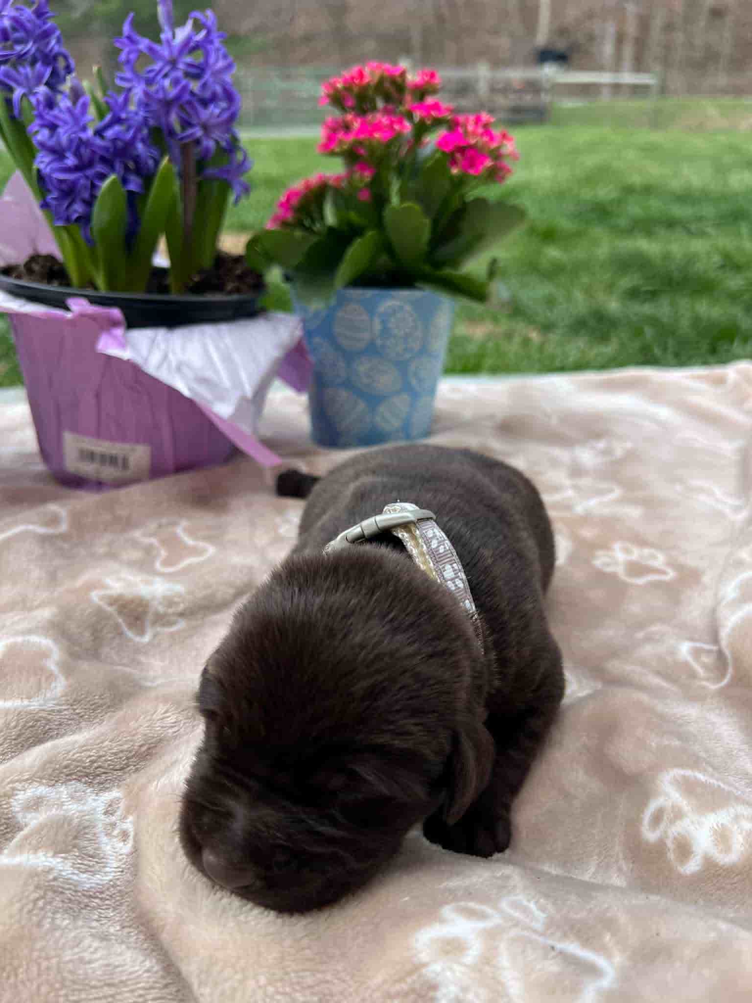 A purebred chocolate Labrador Retriever puppy with a pink curtain and red rose flowers around him.
