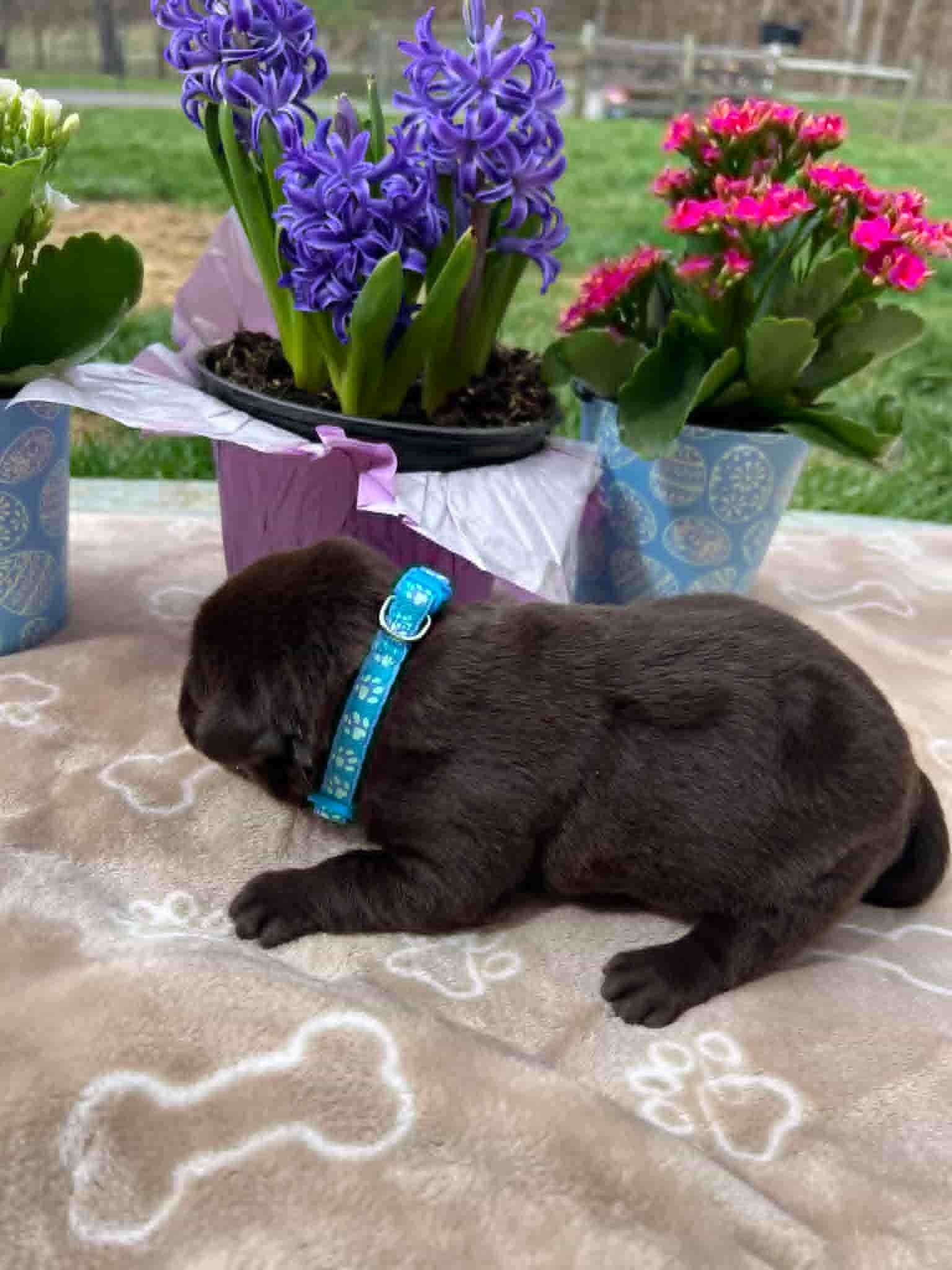 A purebred chocolate Labrador Retriever puppy with a pink curtain and red rose flowers around him.