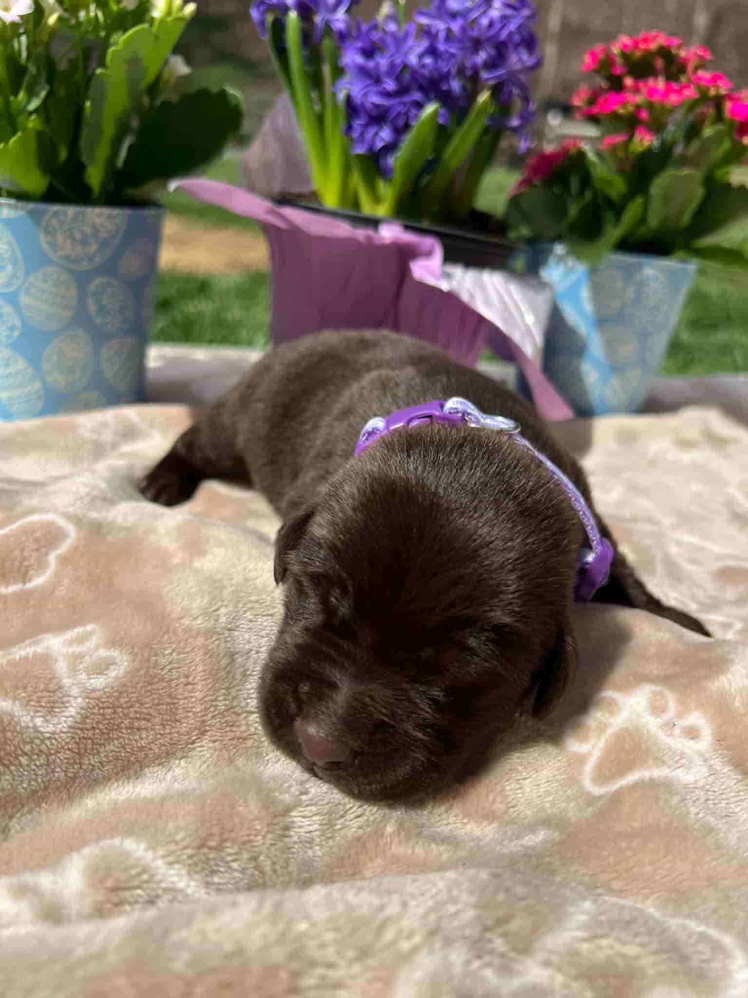 A purebred chocolate Labrador Retriever puppy with a pink curtain and red rose flowers around him.