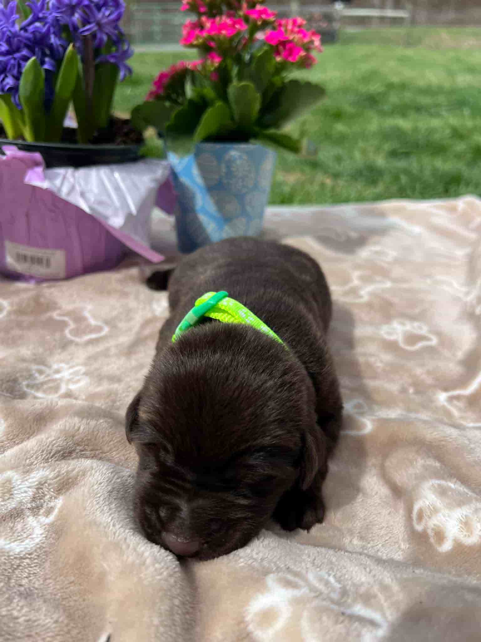 A purebred chocolate Labrador Retriever puppy with a pink curtain and red rose flowers around him.