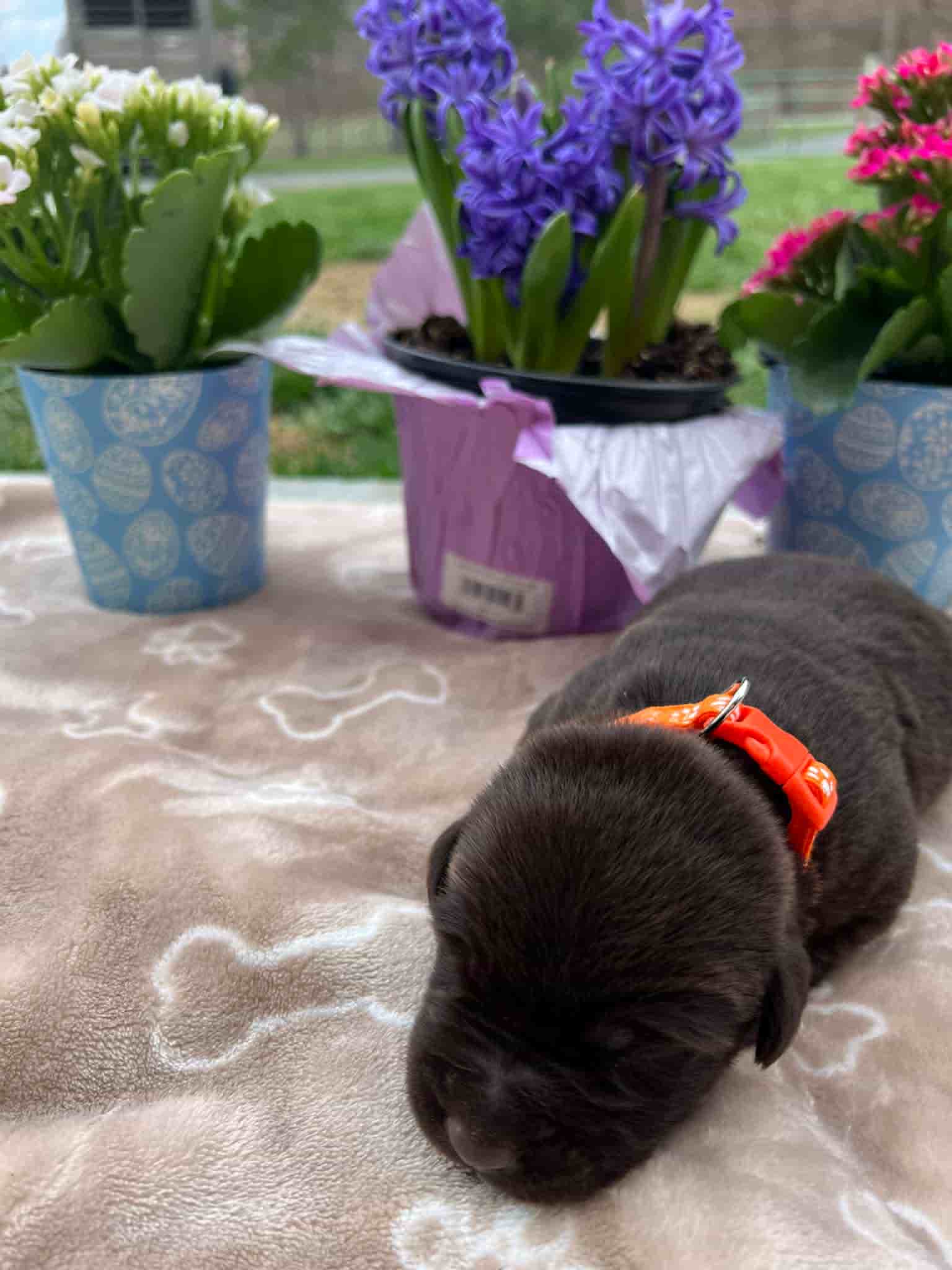 A purebred chocolate Labrador Retriever puppy with a pink curtain and red rose flowers around him.