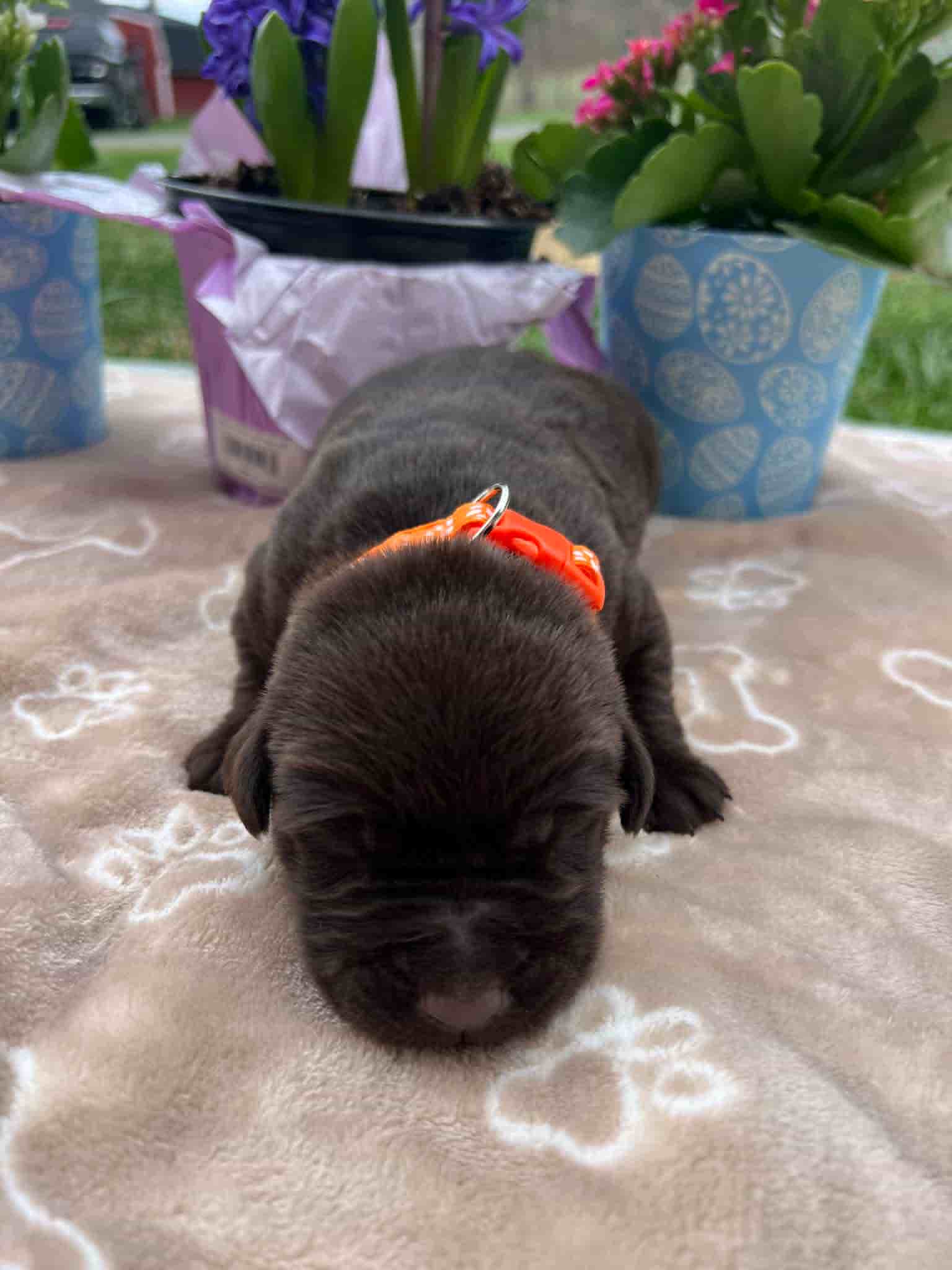 A purebred chocolate Labrador Retriever puppy with a pink curtain and red rose flowers around him.