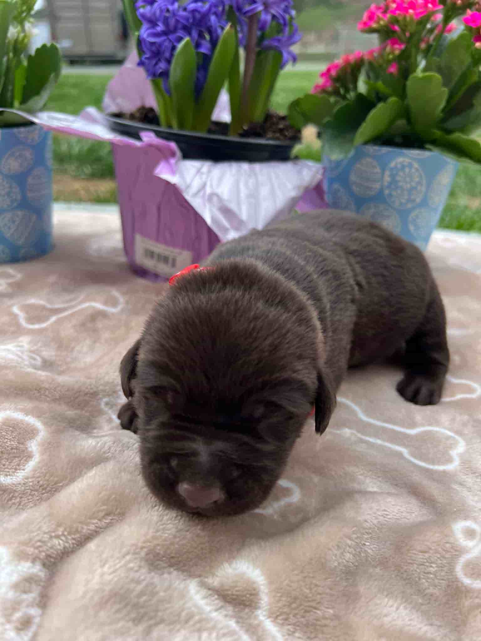 A purebred chocolate Labrador Retriever puppy with a pink curtain and red rose flowers around him.