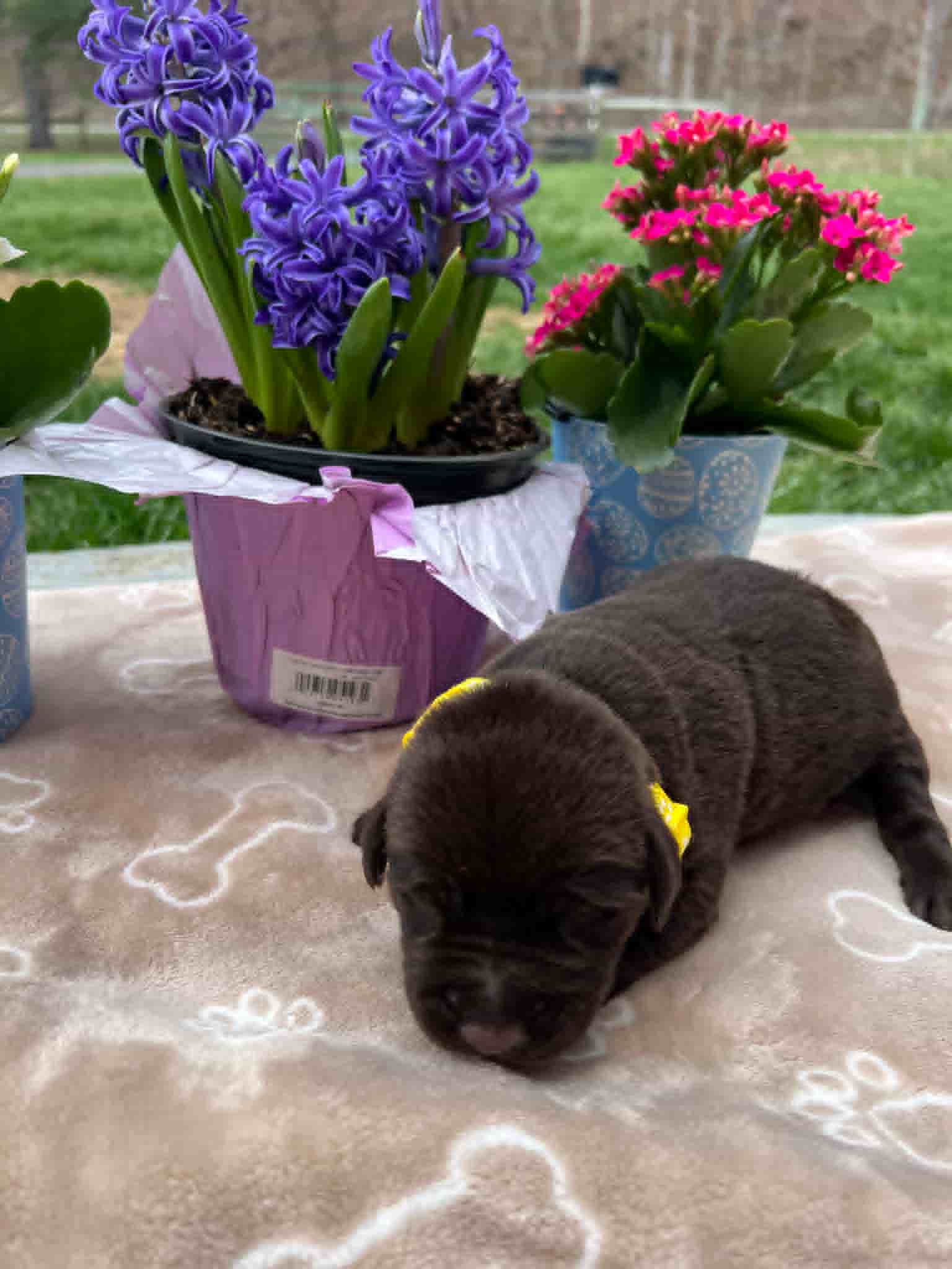 A purebred chocolate Labrador Retriever puppy with a pink curtain and red rose flowers around him.