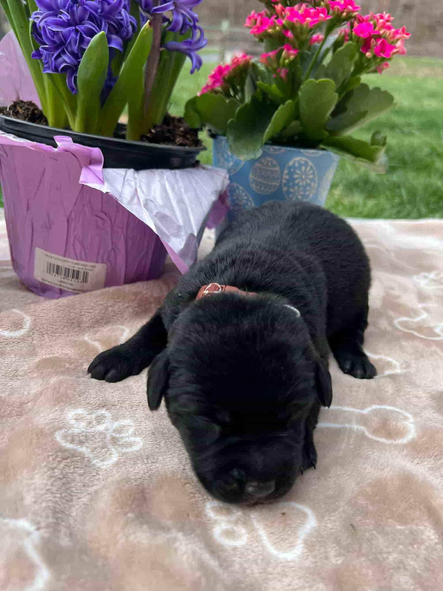 A purebred black Labrador Retriever puppy with a pink curtain and red rose flowers around him.