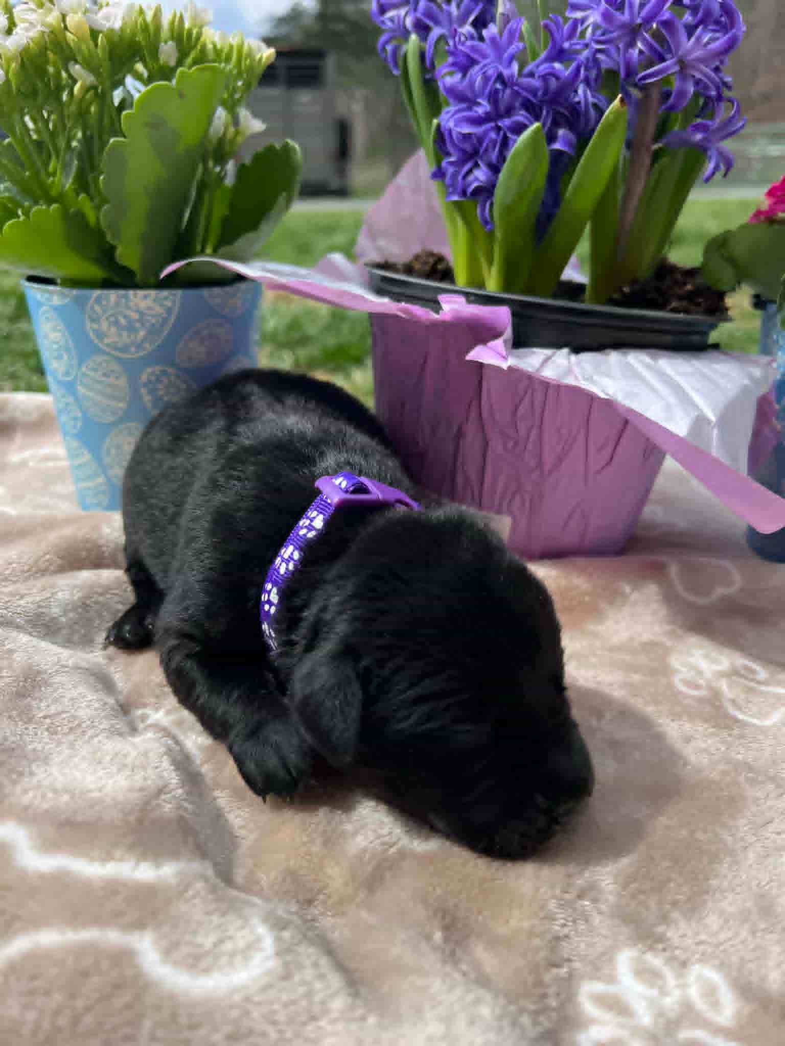 A purebred black Labrador Retriever puppy with a pink curtain and red rose flowers around him.