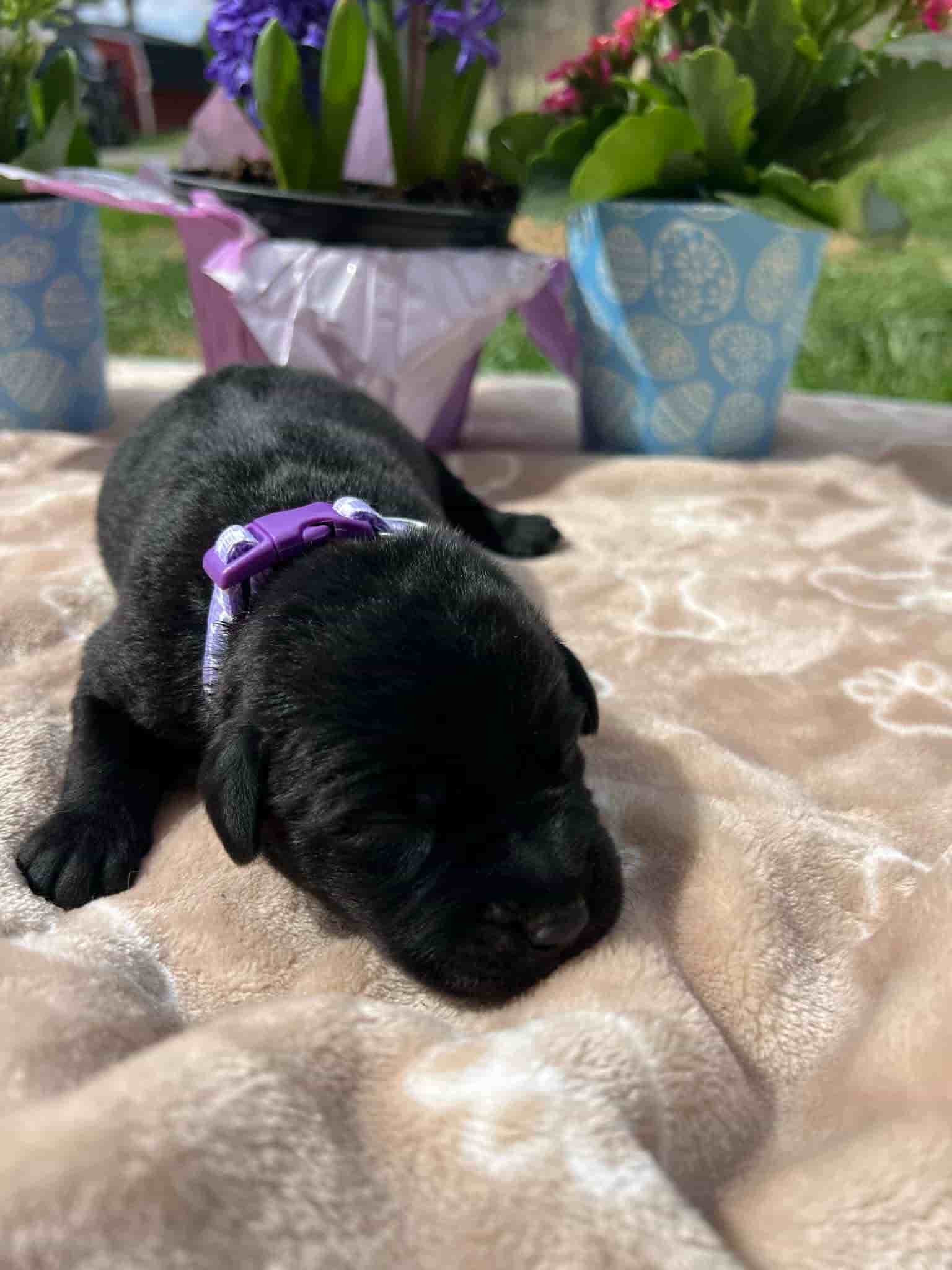 A purebred black Labrador Retriever puppy with a pink curtain and red rose flowers around him.