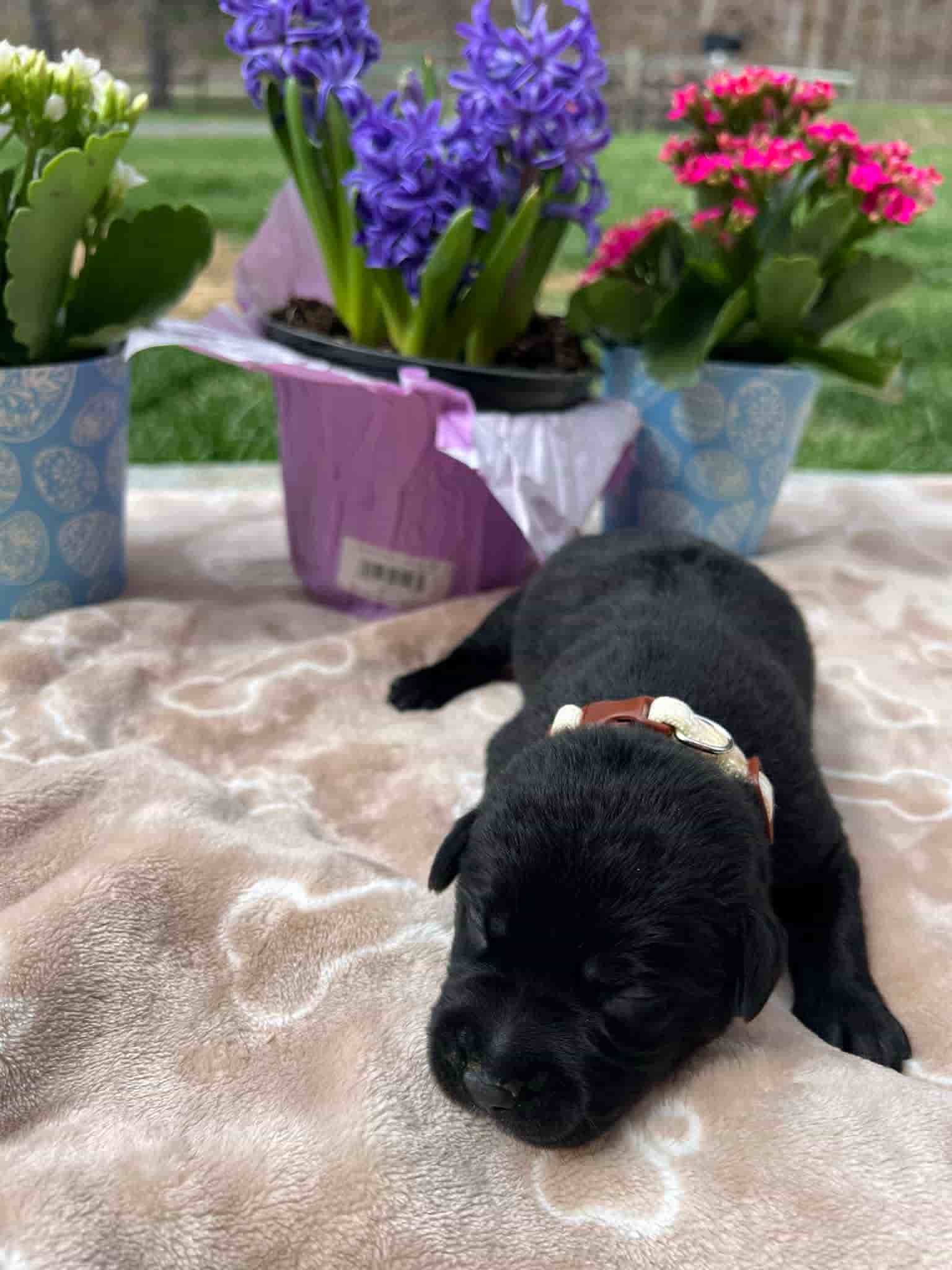 A purebred black Labrador Retriever puppy with a pink curtain and red rose flowers around him.