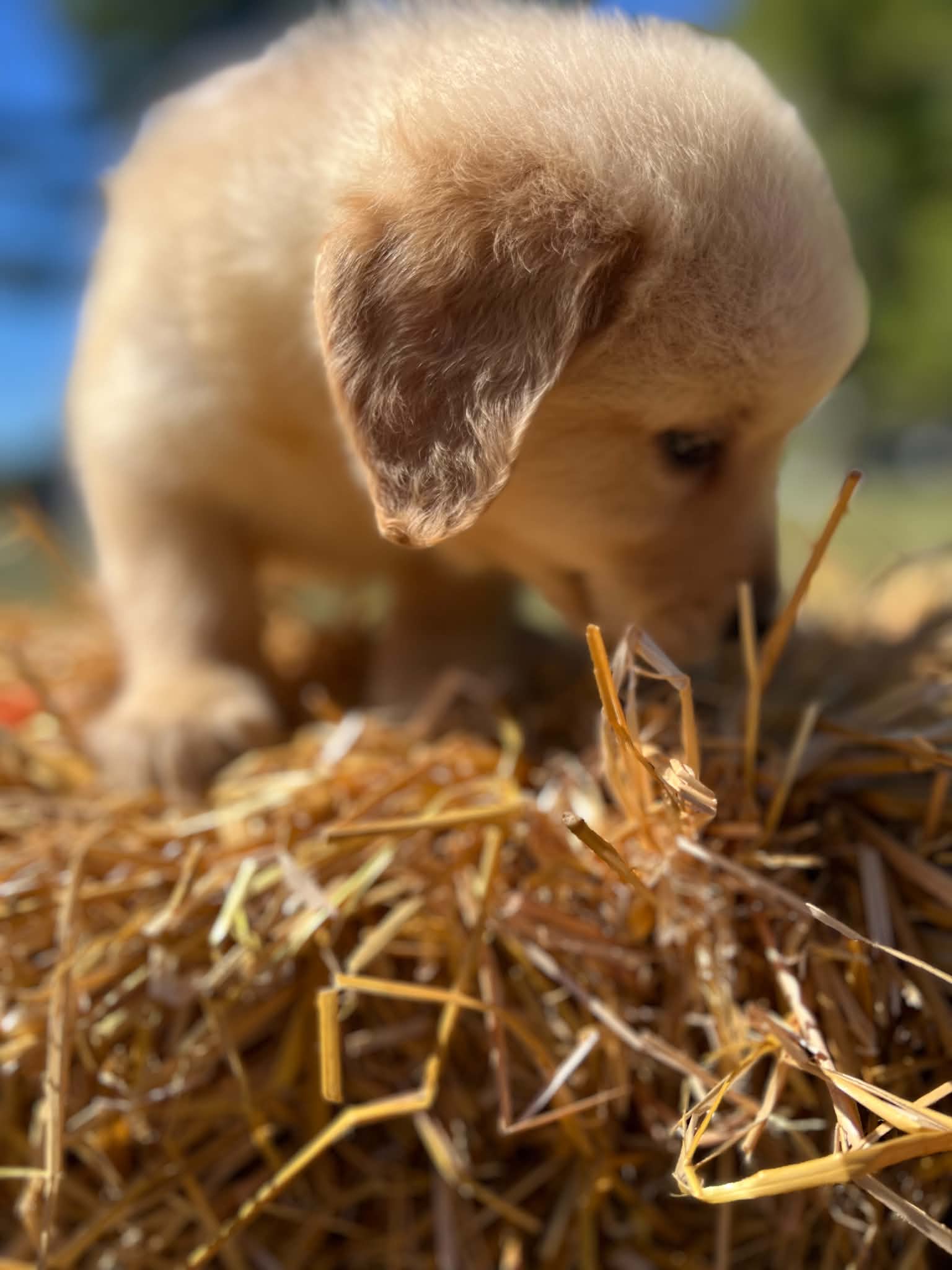 A purebred Golden Retriever puppy outdoors in natural daylight.