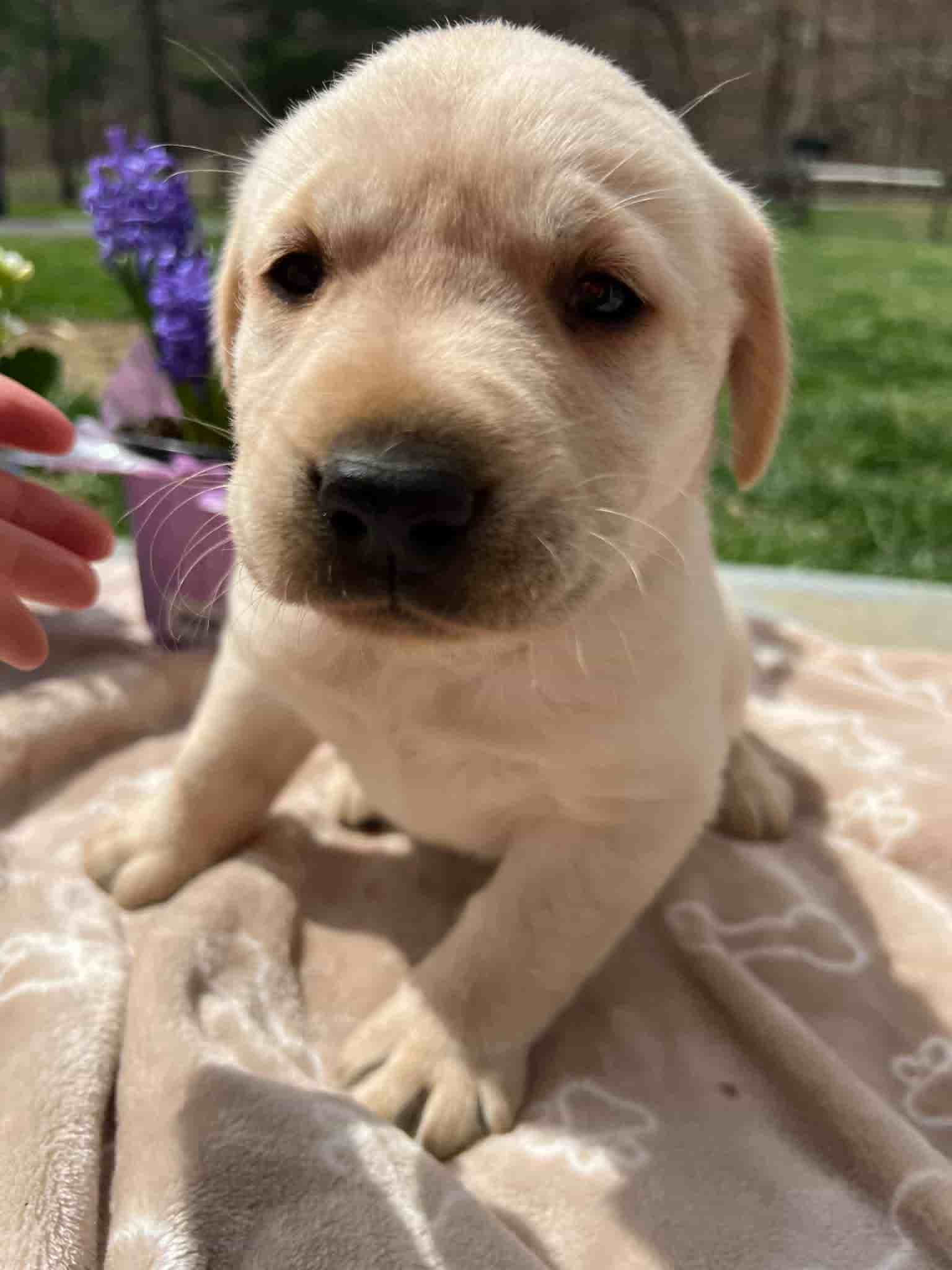 A purebred yellow Labrador Retriever puppy with a pink curtain and red rose flowers around him.