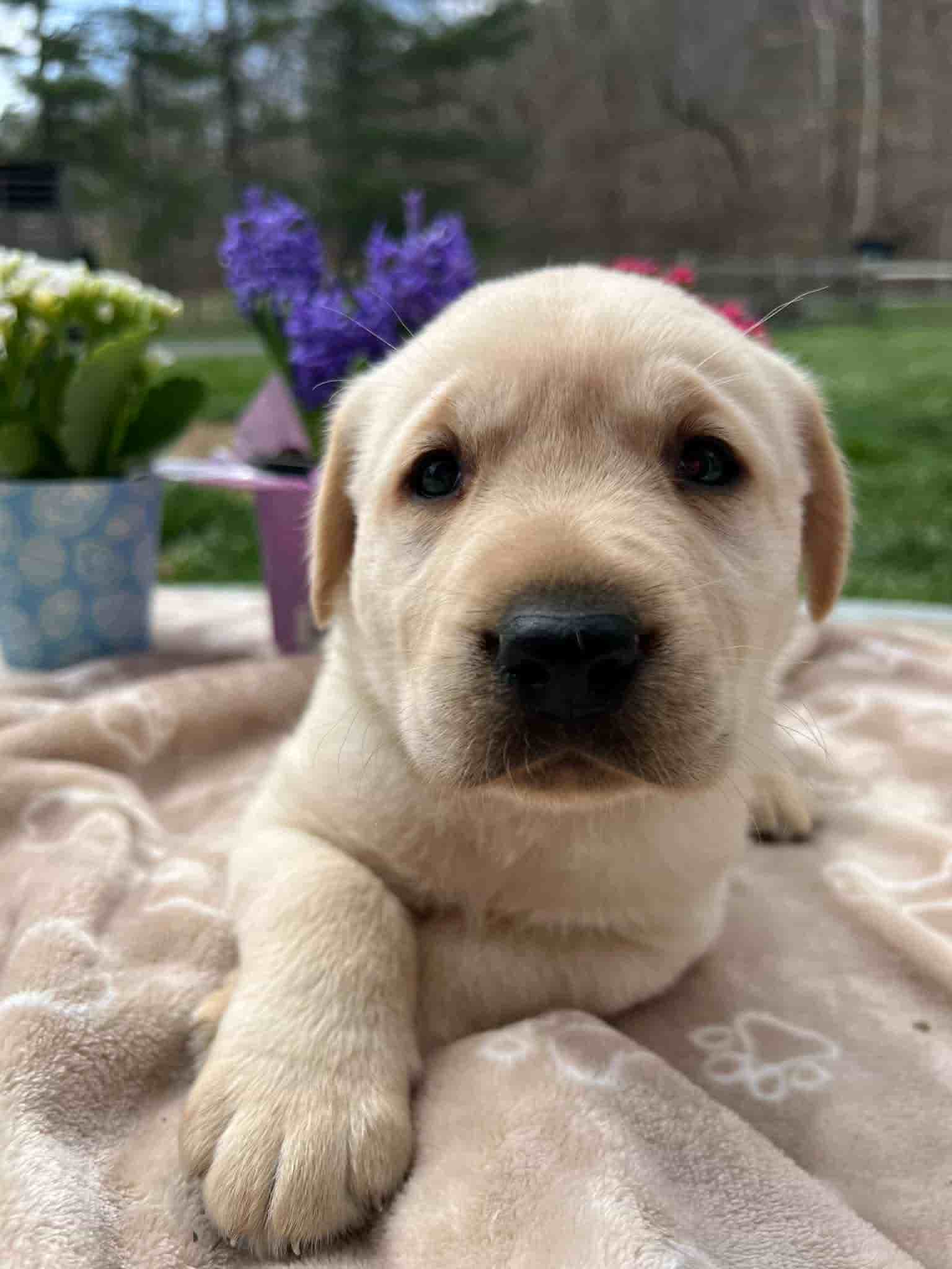 A purebred yellow Labrador Retriever puppy with a pink curtain and red rose flowers around him.