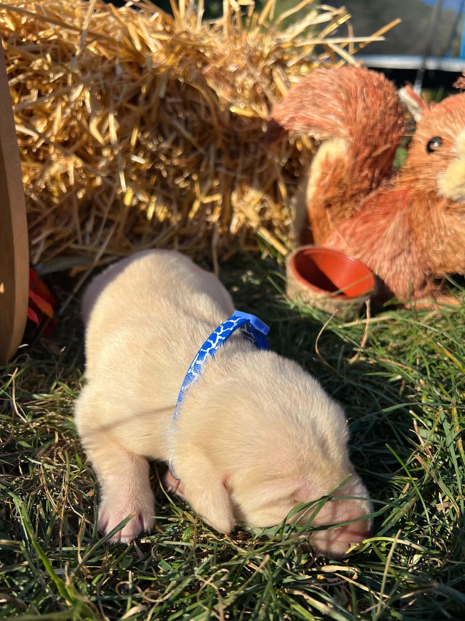 A purebred Labrador Retriever puppy outside in natural daylight.