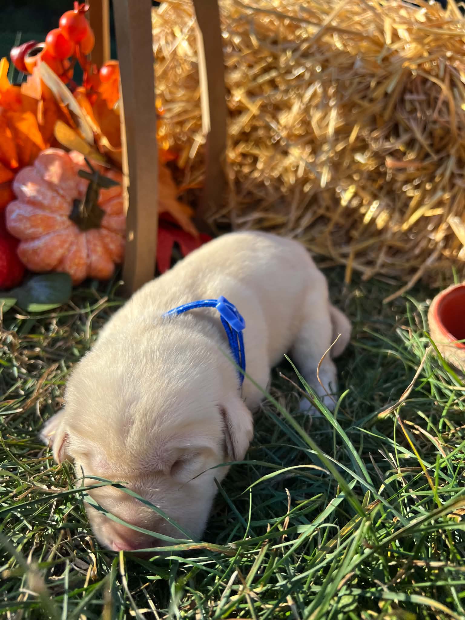 A purebred Labrador Retriever puppy outside in natural daylight.