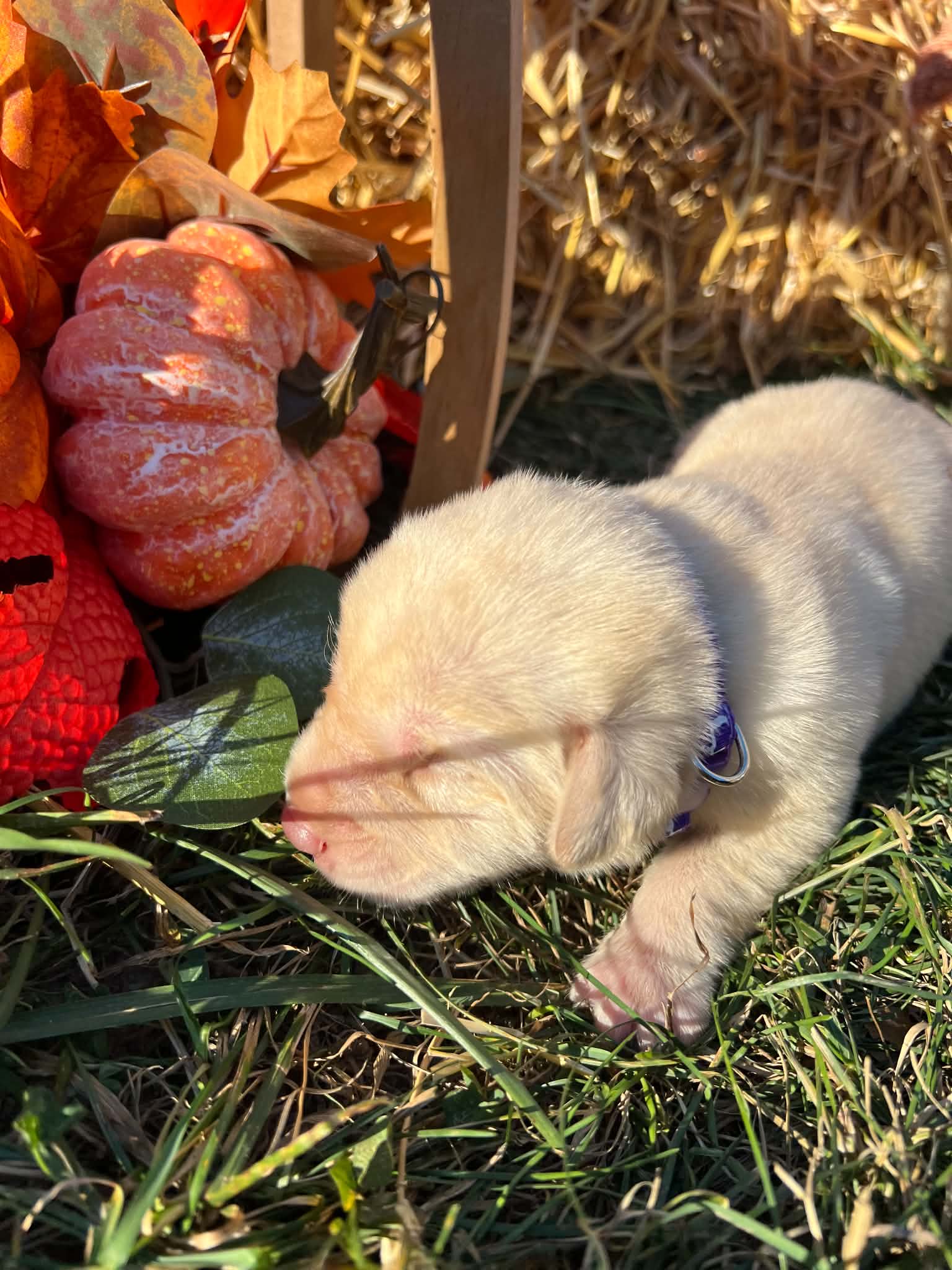 A purebred Labrador Retriever puppy outside in natural daylight.