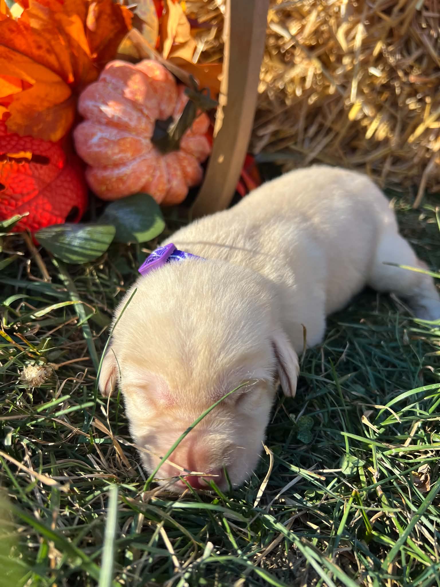 A purebred Labrador Retriever puppy outside in natural daylight.
