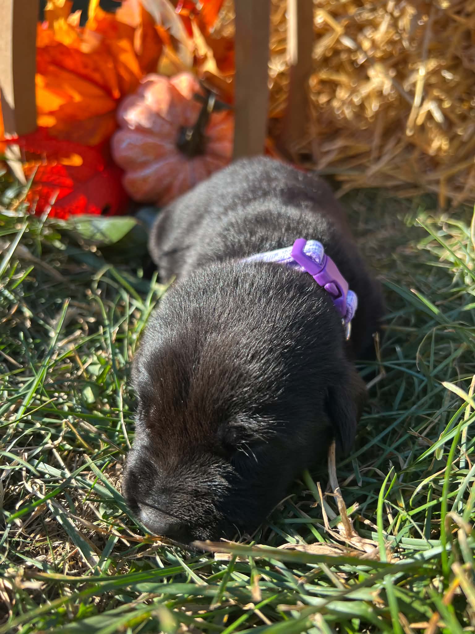 A purebred Labrador Retriever puppy outside in natural daylight.