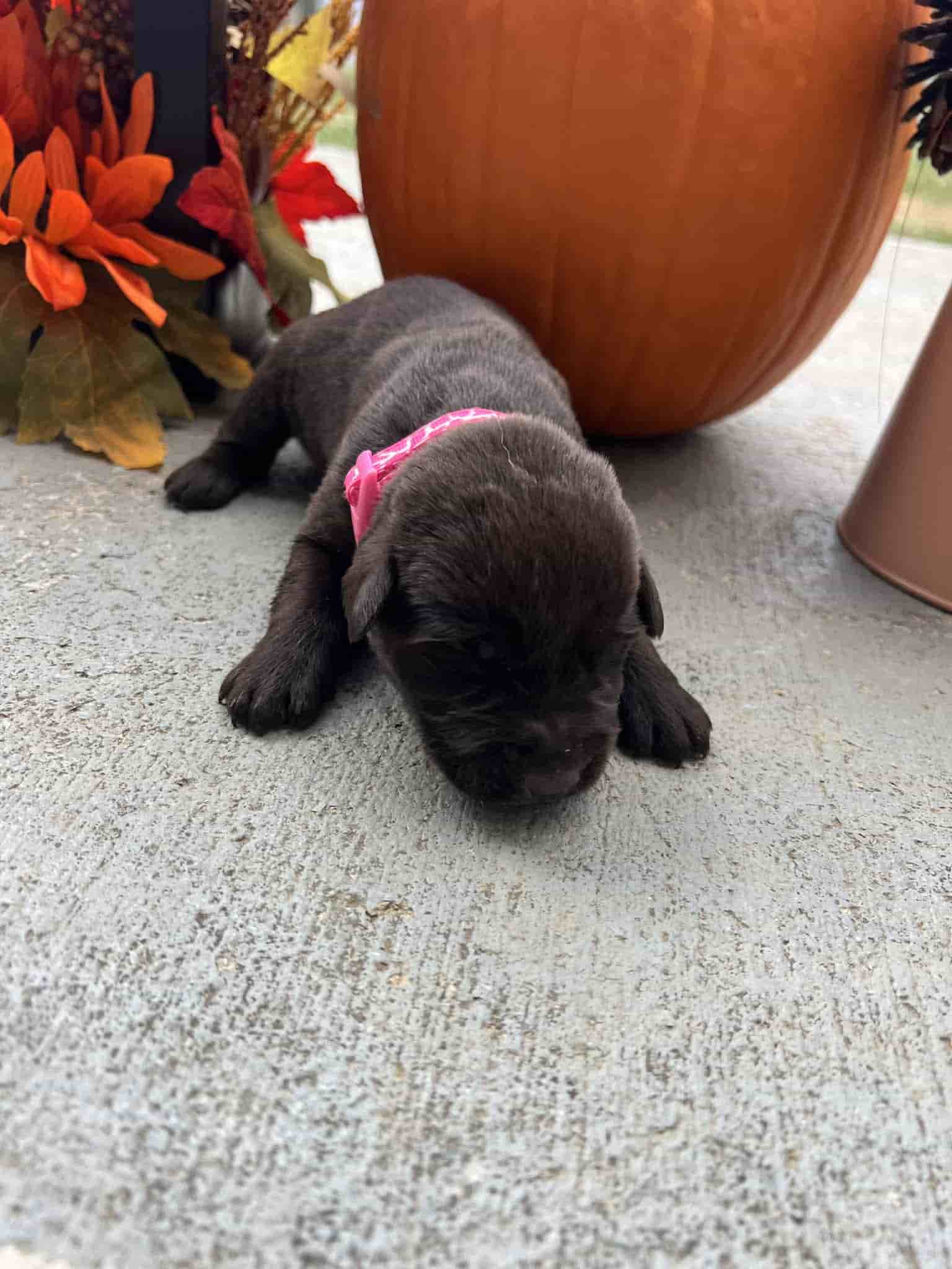 A purebred silver Labrador Retriever puppy with a pink curtain and red rose flowers around him.
