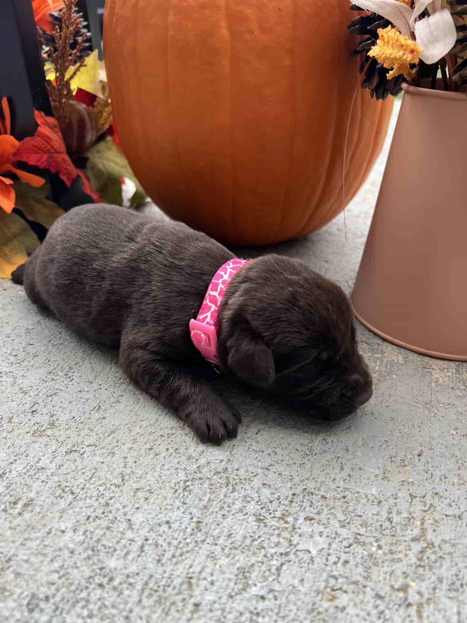 A purebred silver Labrador Retriever puppy with a pink curtain and red rose flowers around him.