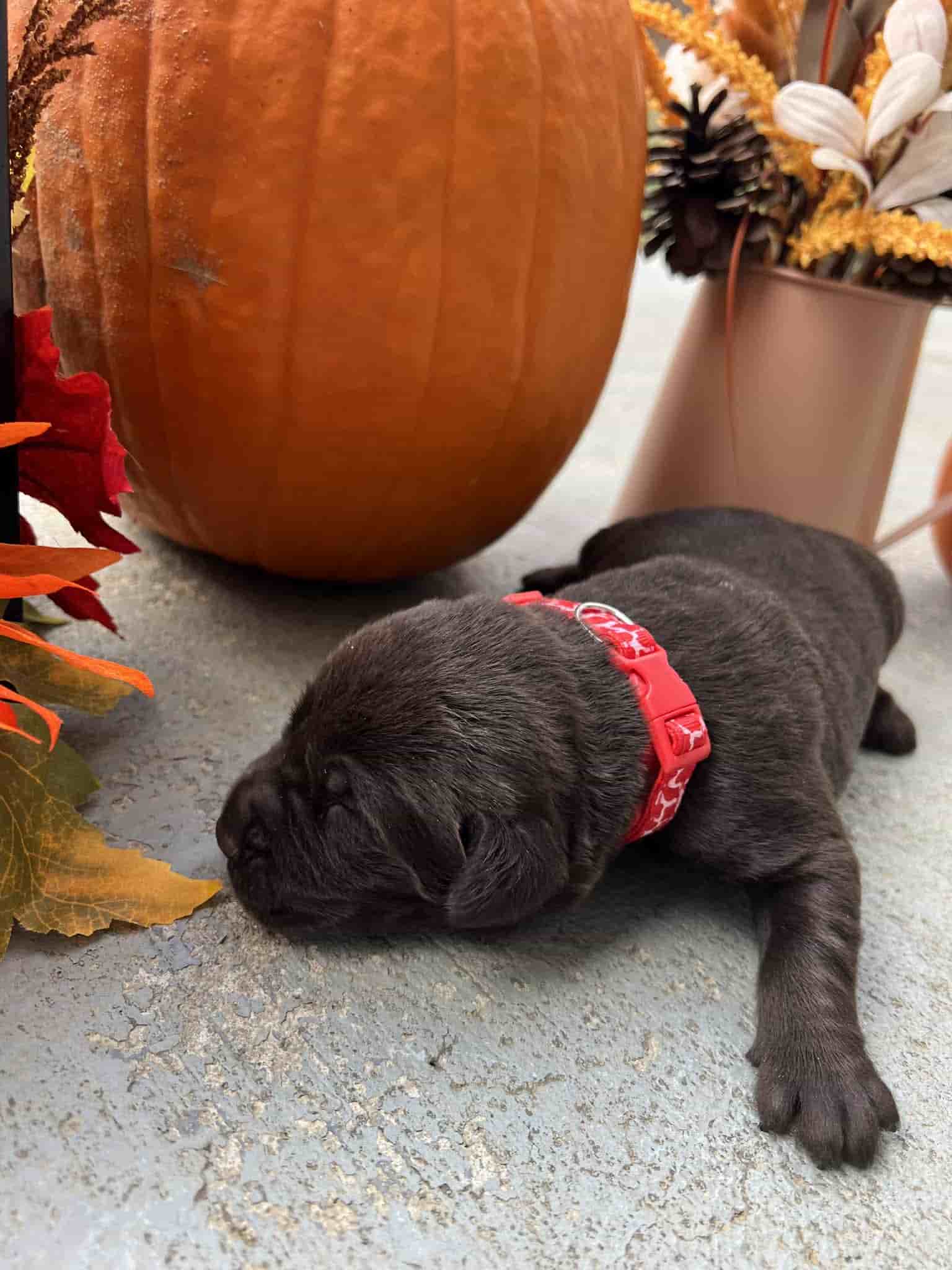 A purebred yellow Labrador Retriever puppy with a pink curtain and red rose flowers around him.