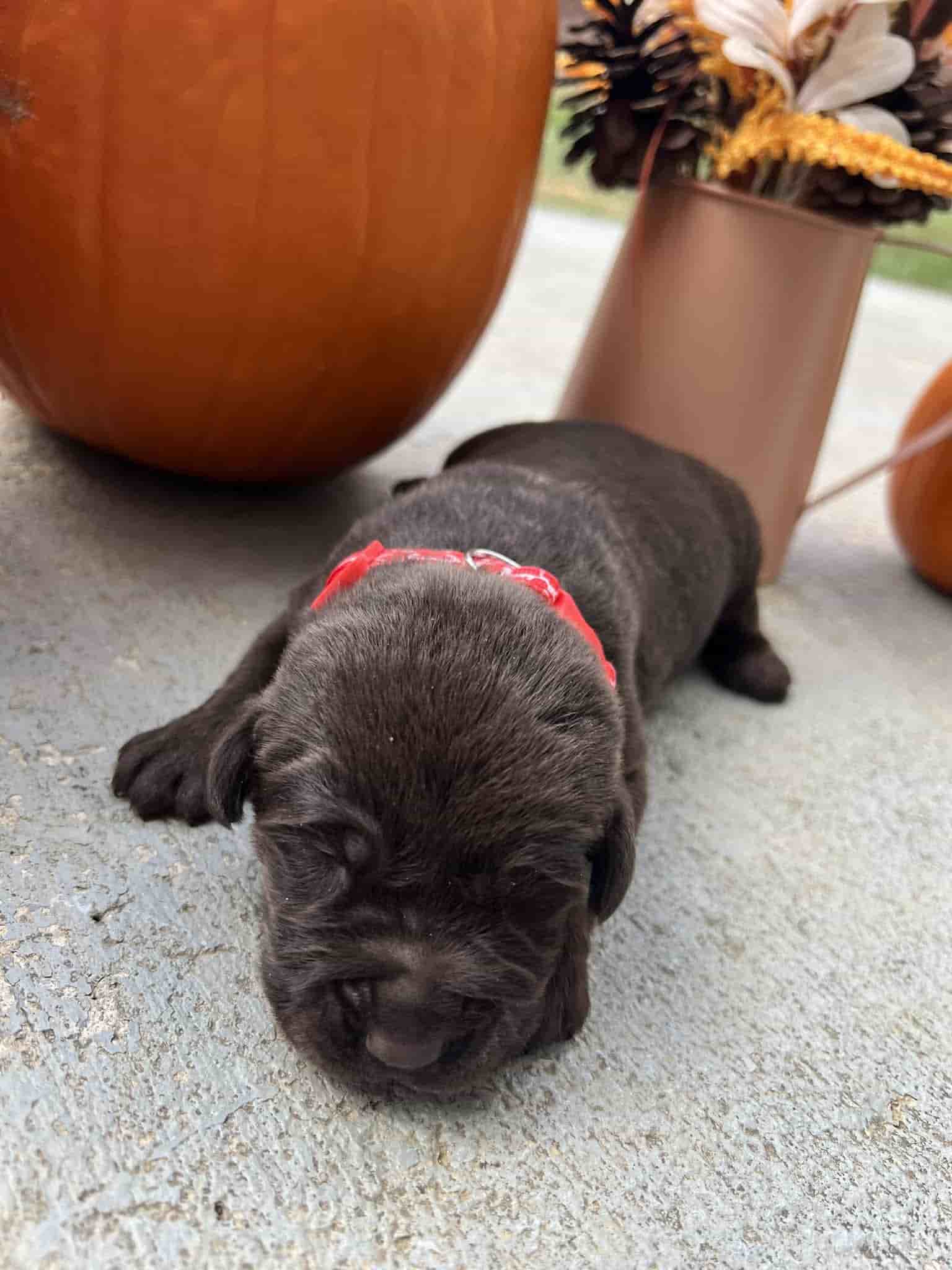 A purebred yellow Labrador Retriever puppy with a pink curtain and red rose flowers around him.
