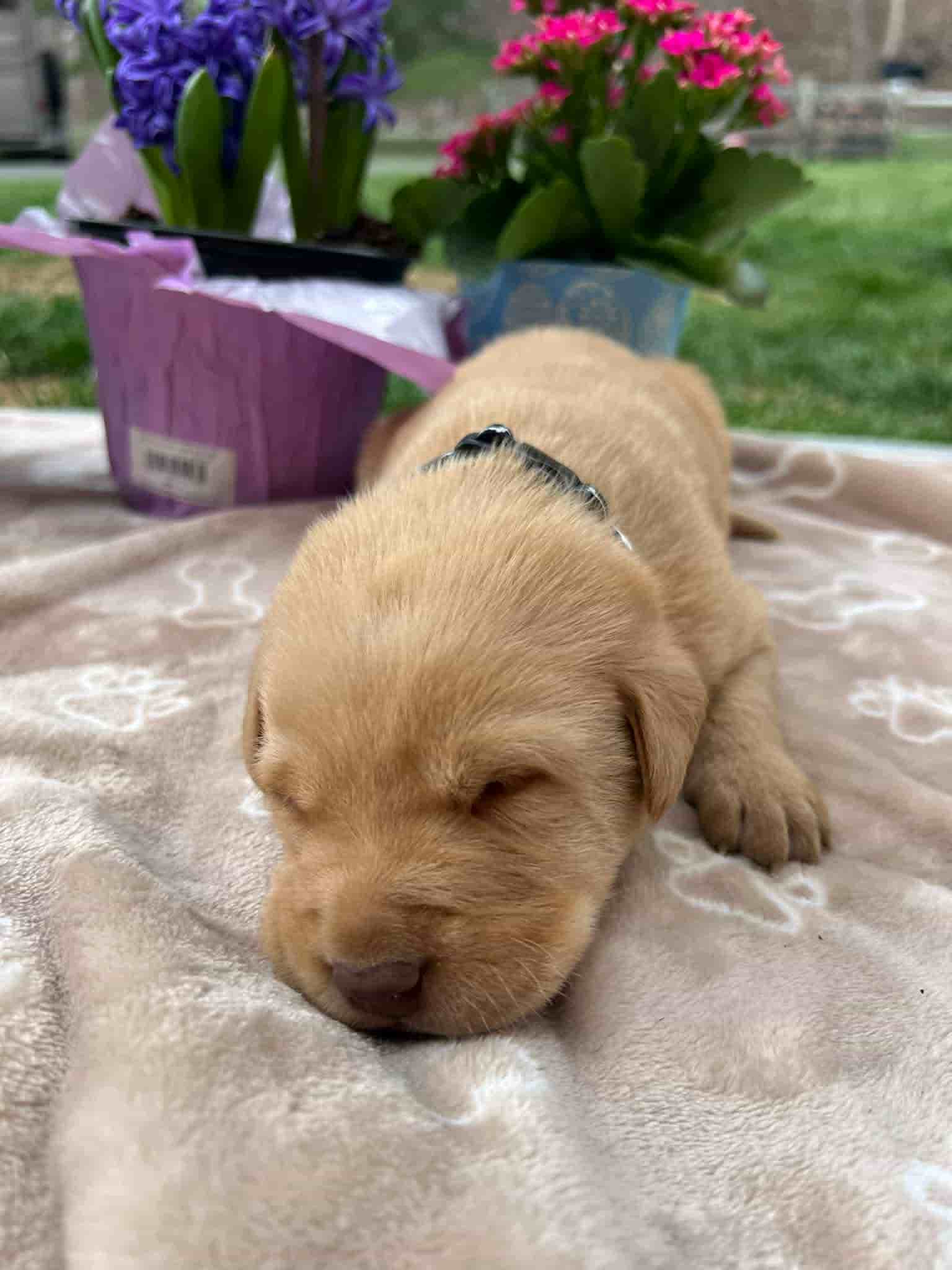 A purebred fox red Labrador Retriever puppy with a pink curtain and red rose flowers around him.