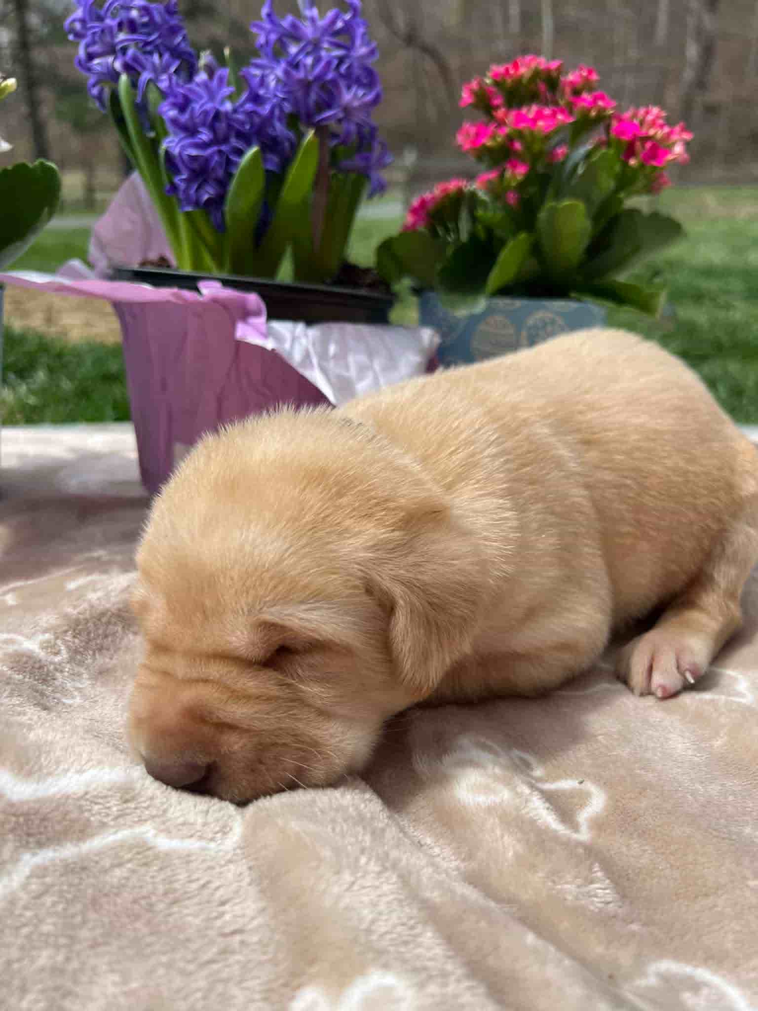 A purebred fox red Labrador Retriever puppy with a pink curtain and red rose flowers around him.