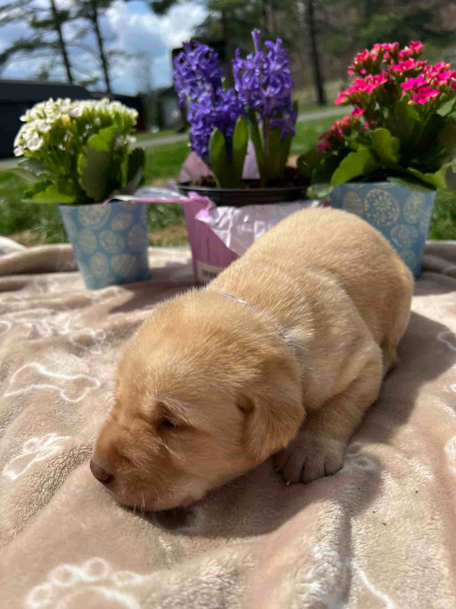 A purebred fox red Labrador Retriever puppy with a pink curtain and red rose flowers around him.