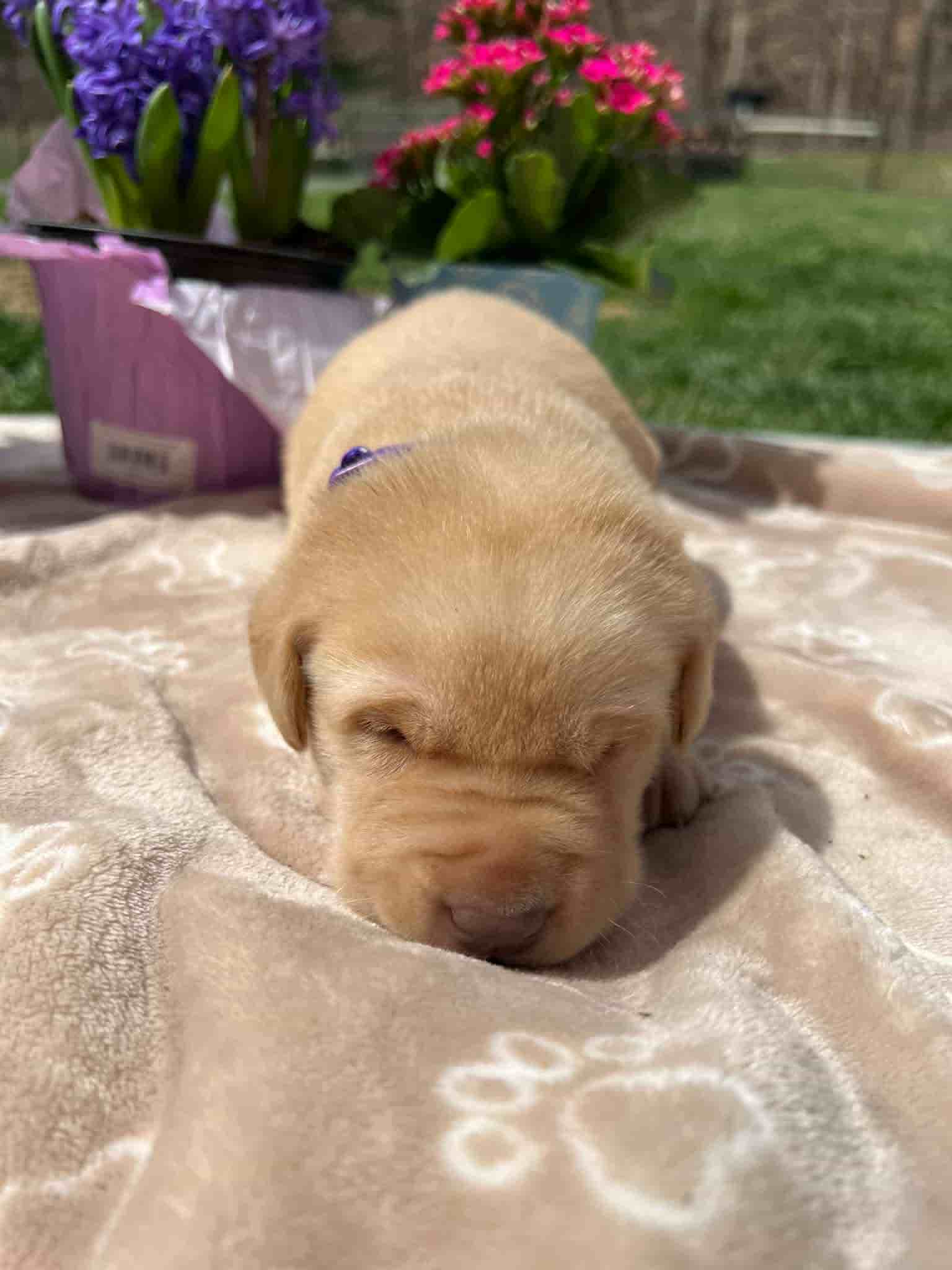 A purebred fox red Labrador Retriever puppy with a pink curtain and red rose flowers around him.