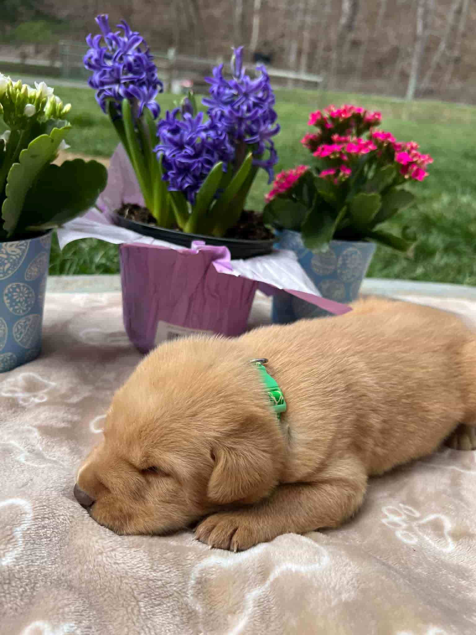 A purebred fox red Labrador Retriever puppy with a pink curtain and red rose flowers around him.