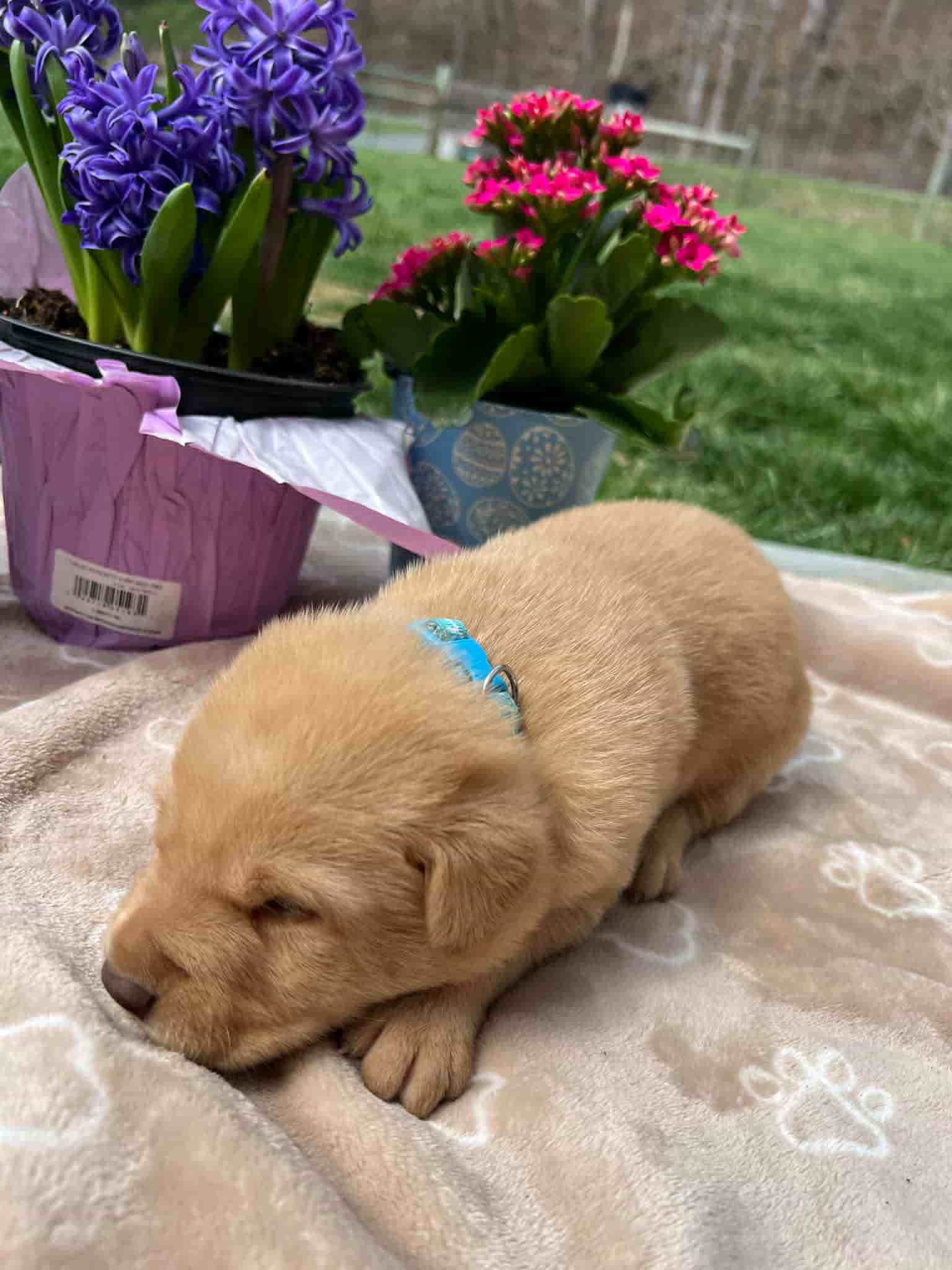 A purebred fox red Labrador Retriever puppy with a pink curtain and red rose flowers around him.