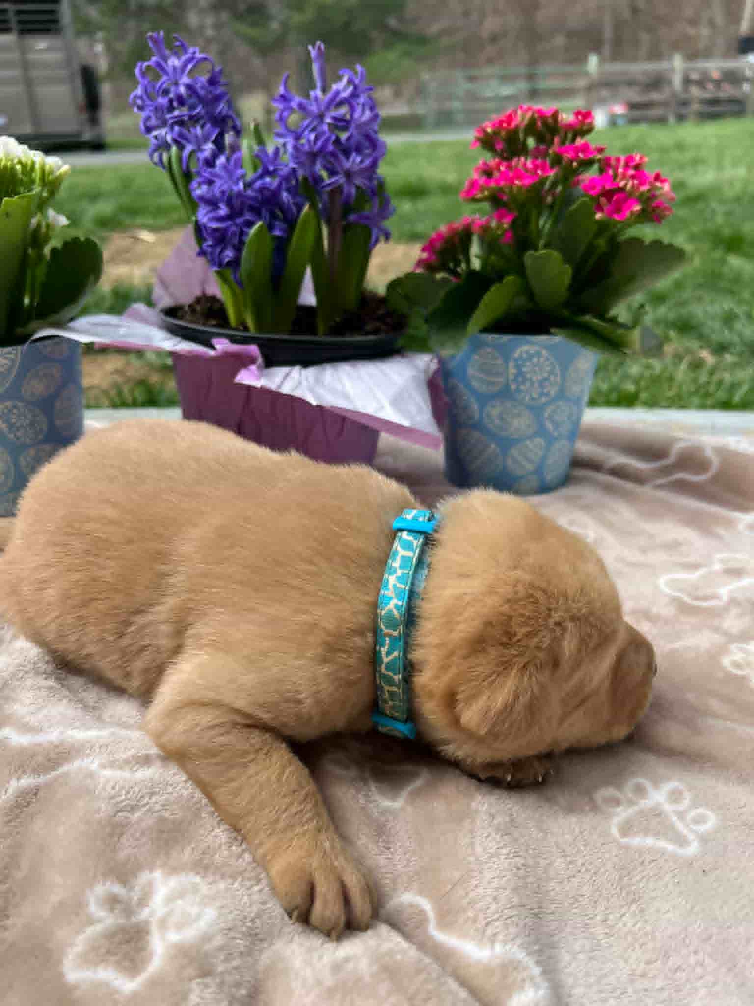 A purebred fox red Labrador Retriever puppy with a pink curtain and red rose flowers around him.