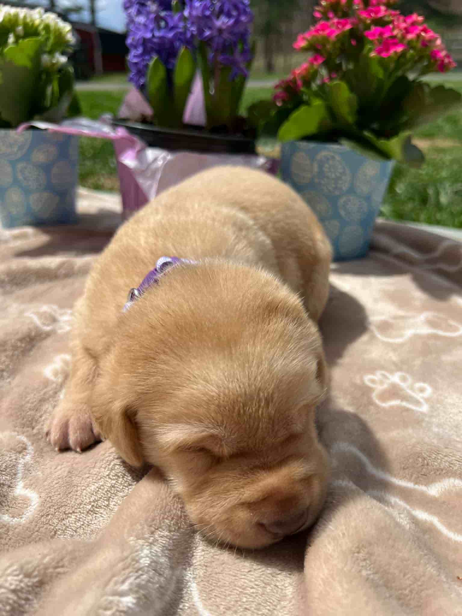 A purebred fox red Labrador Retriever puppy with a pink curtain and red rose flowers around him.