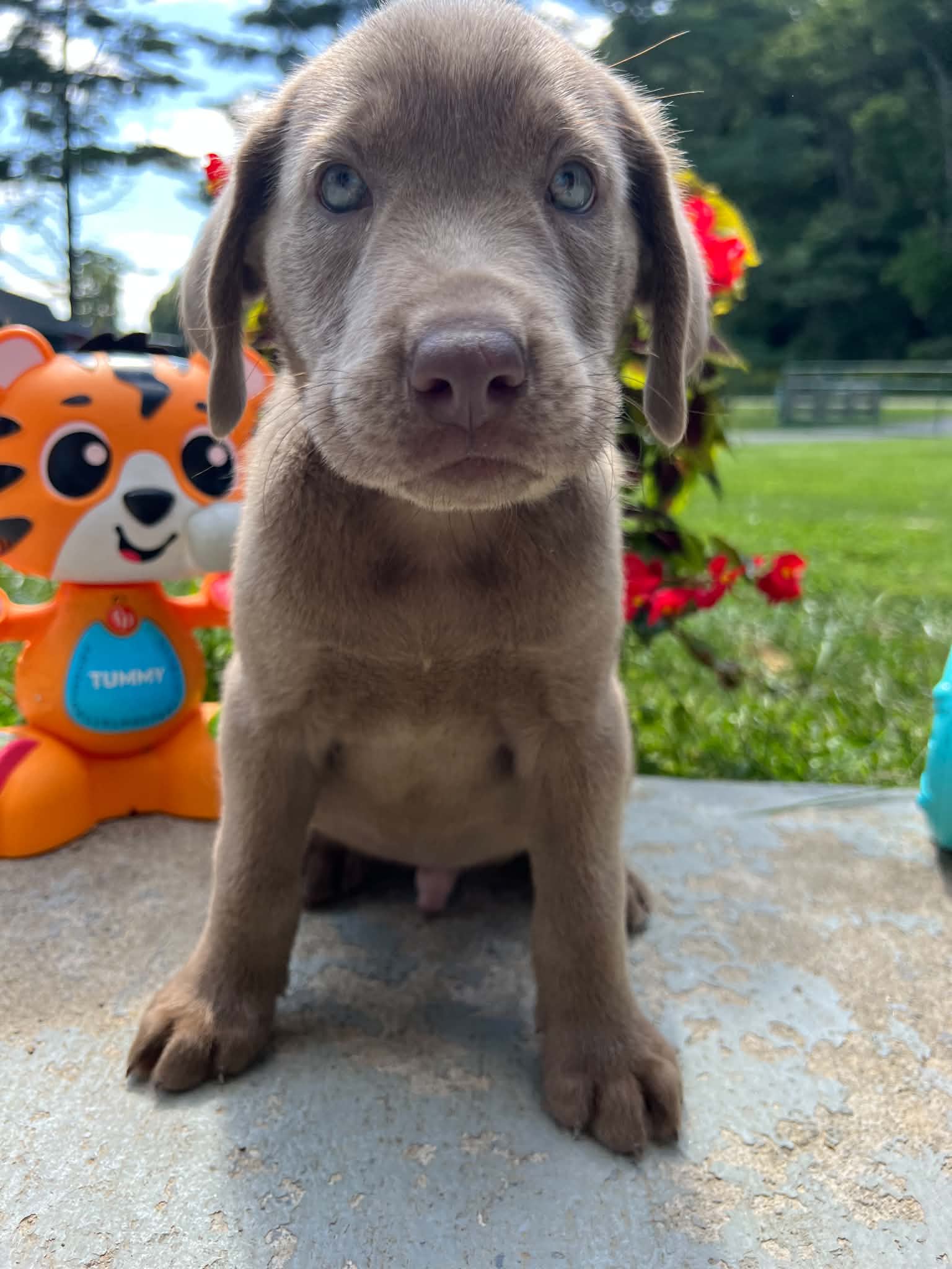 A purebred Labrador Retriever puppy outside in natural daylight.