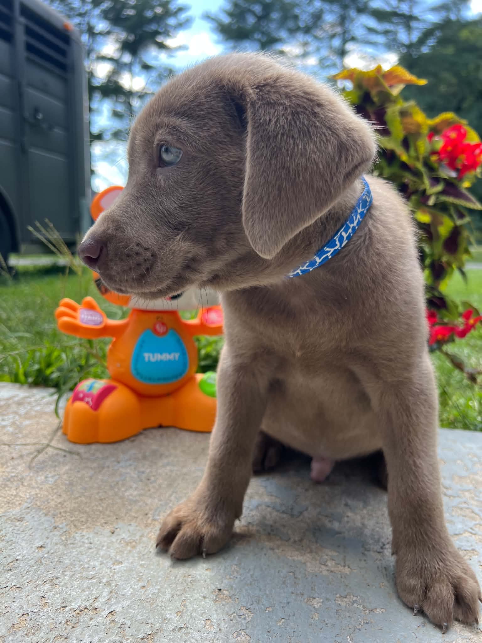 A purebred Labrador Retriever puppy outside in natural daylight.