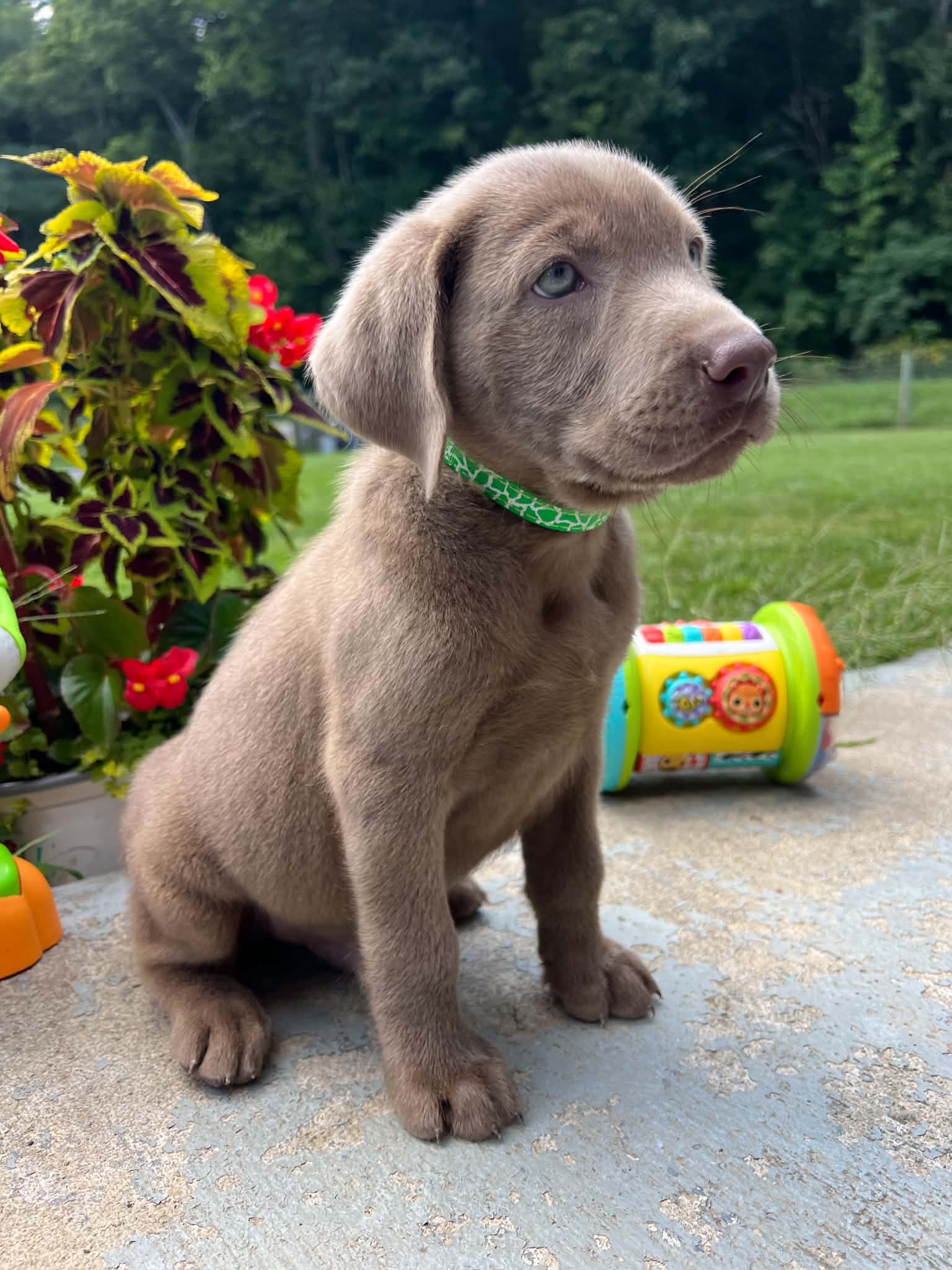 A purebred Labrador Retriever puppy outside in natural daylight.