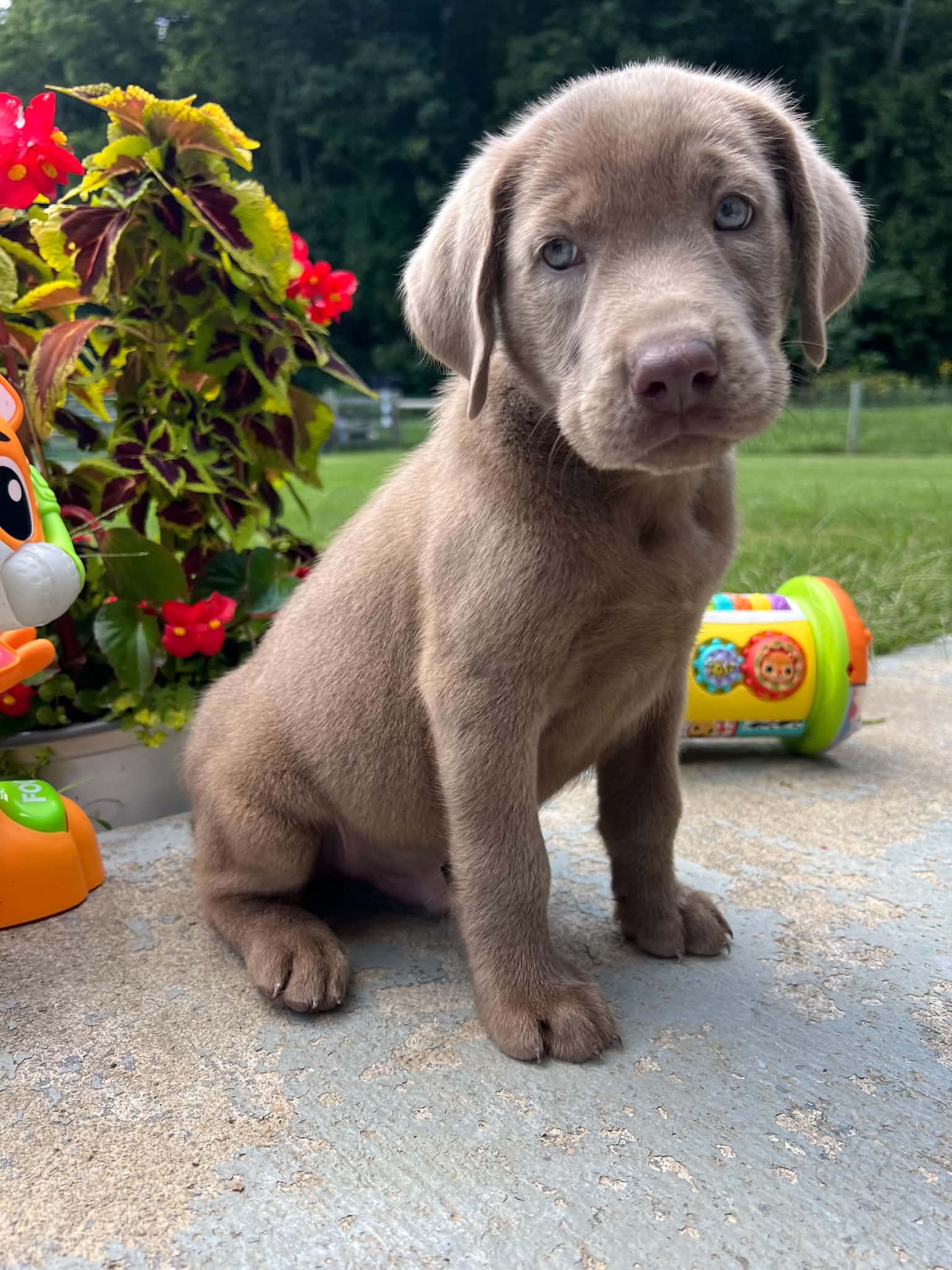 A purebred Labrador Retriever puppy outside in natural daylight.