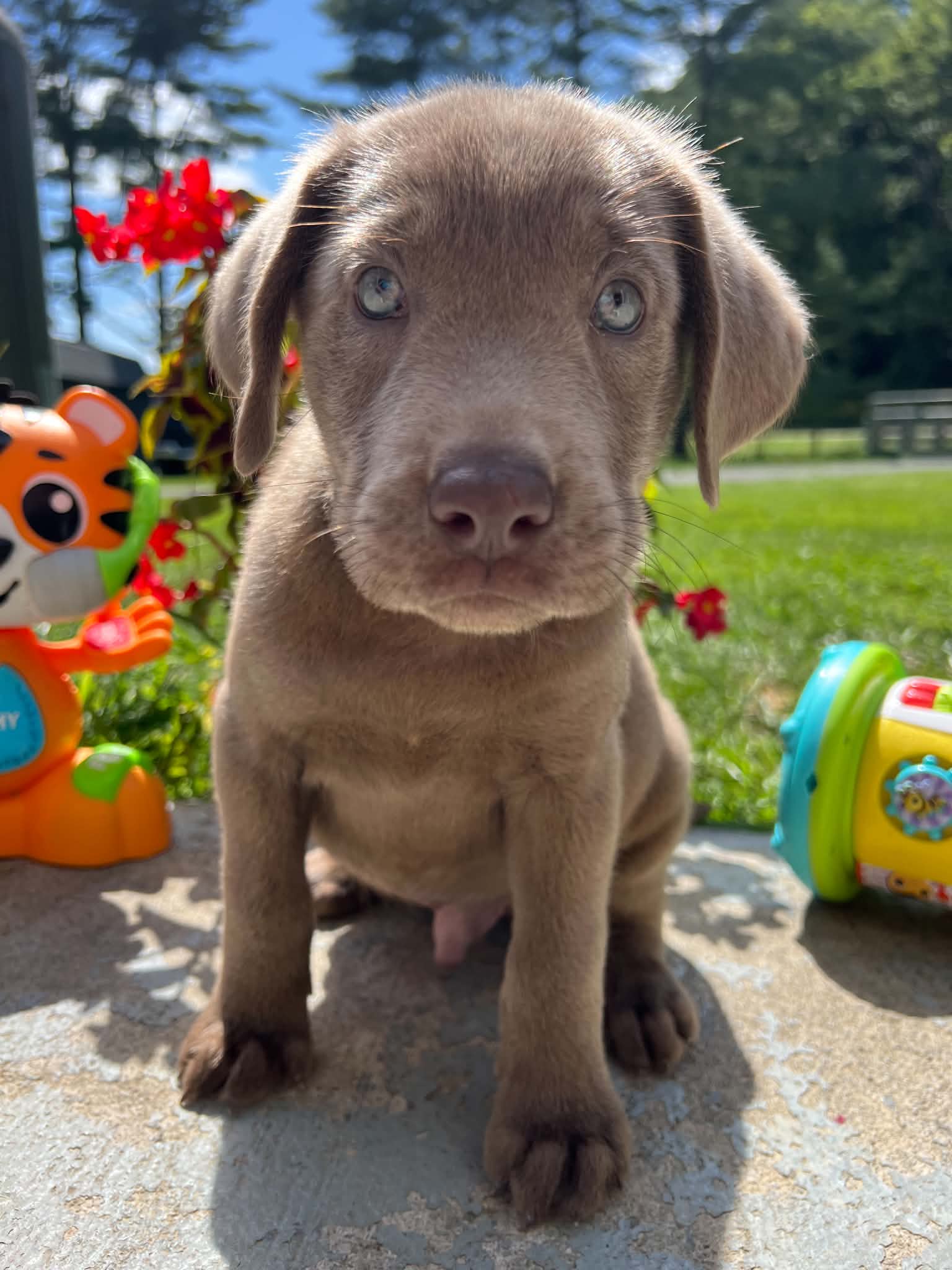 A purebred Labrador Retriever puppy outside in natural daylight.