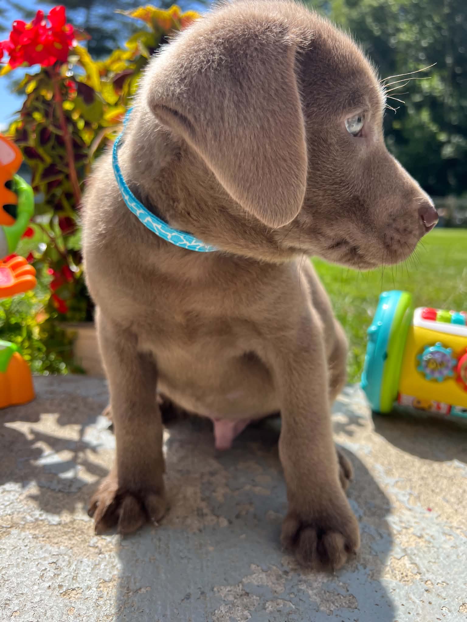 A purebred Labrador Retriever puppy outside in natural daylight.