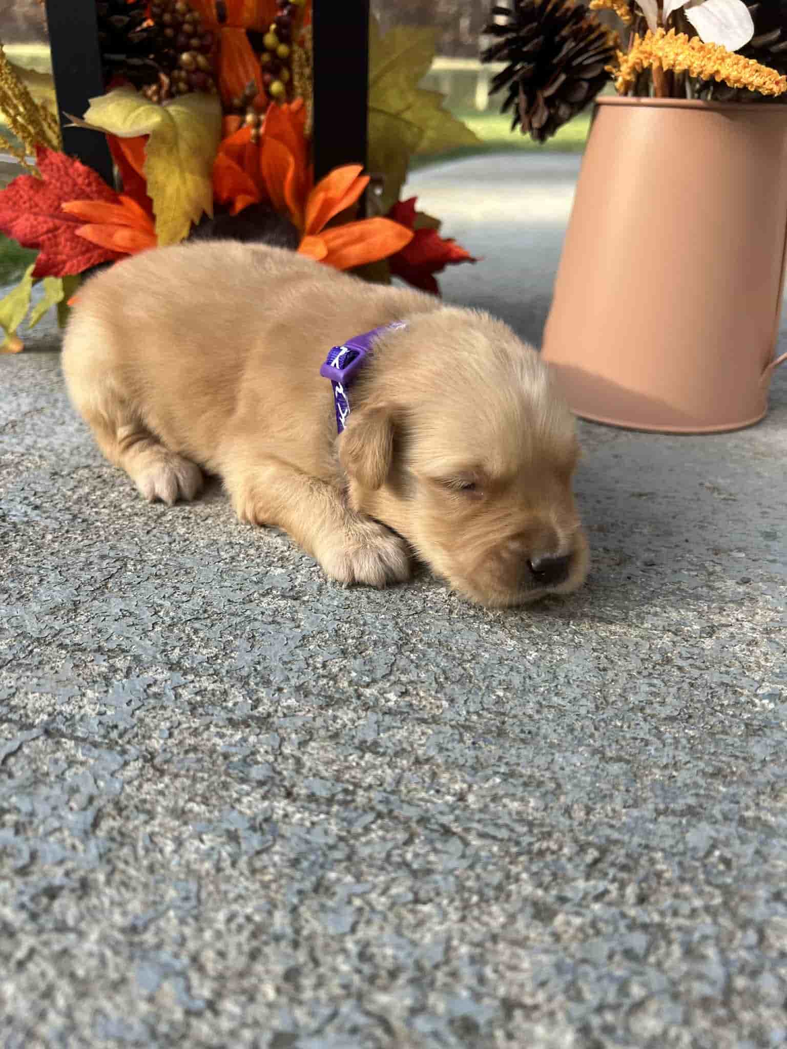 A purebred yellow Labrador Retriever puppy with a pink curtain and red rose flowers around him.