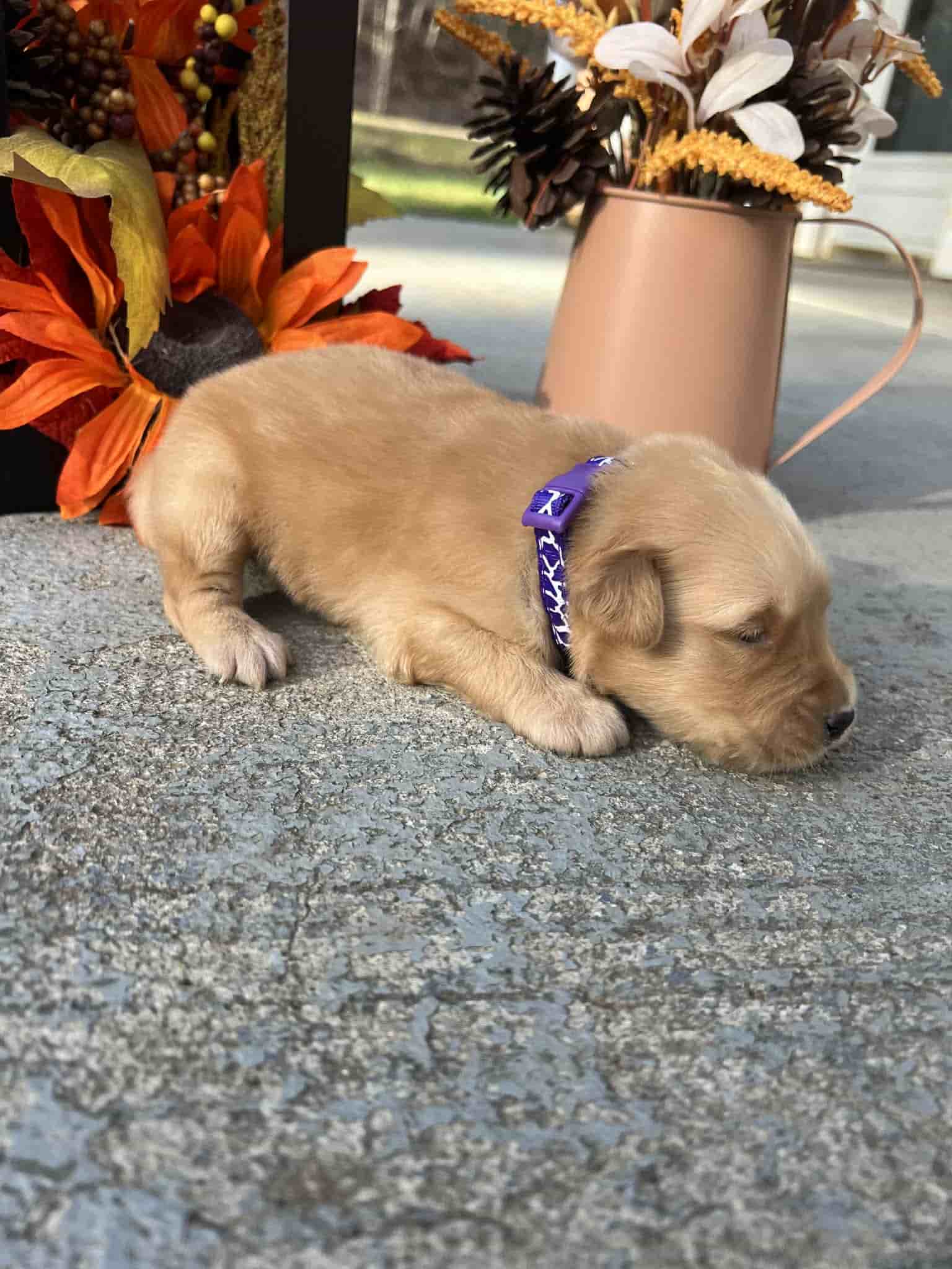 A purebred yellow Labrador Retriever puppy with a pink curtain and red rose flowers around him.