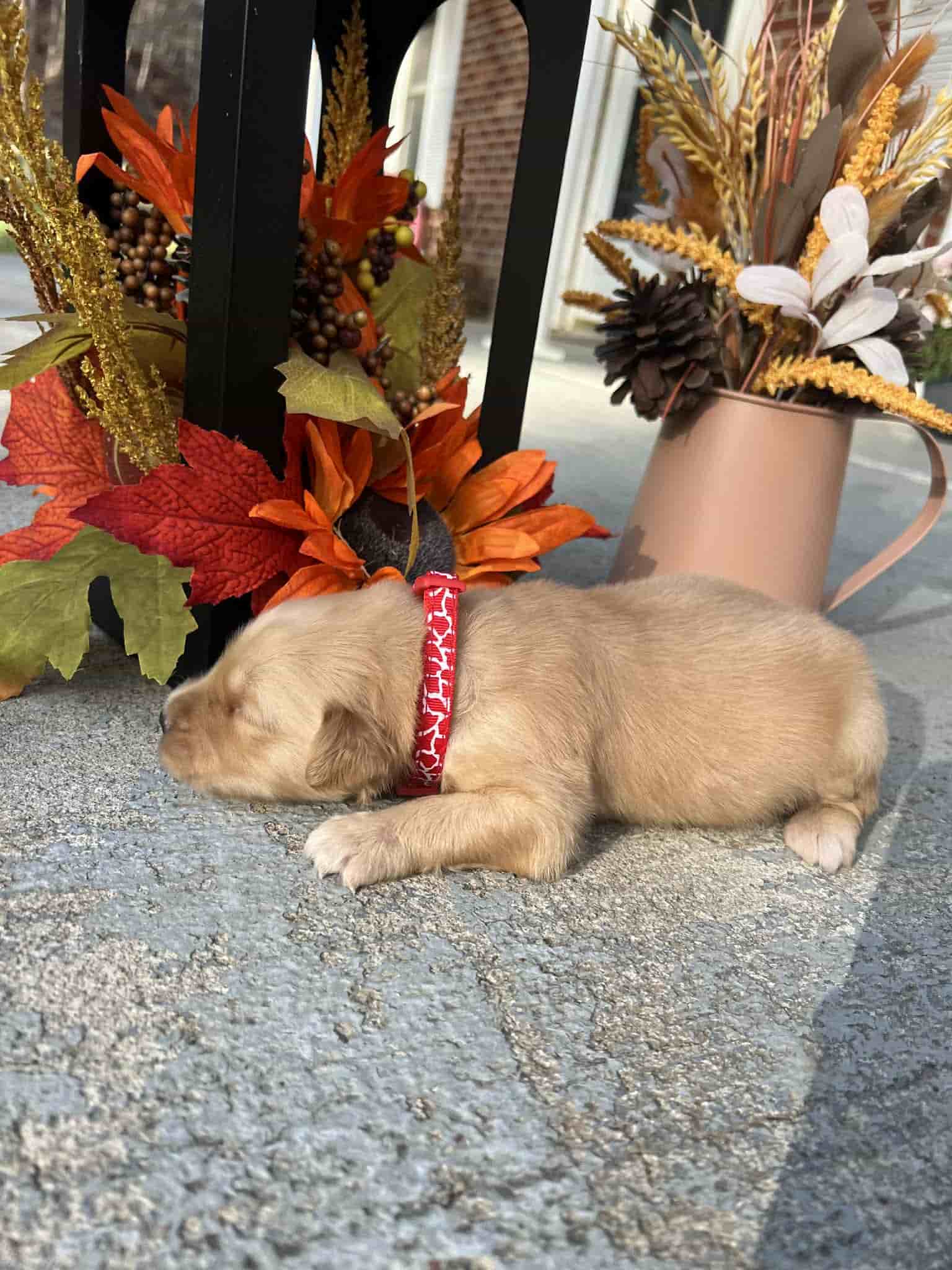 A purebred chocolate Labrador Retriever puppy with a pink curtain and red rose flowers around him.
