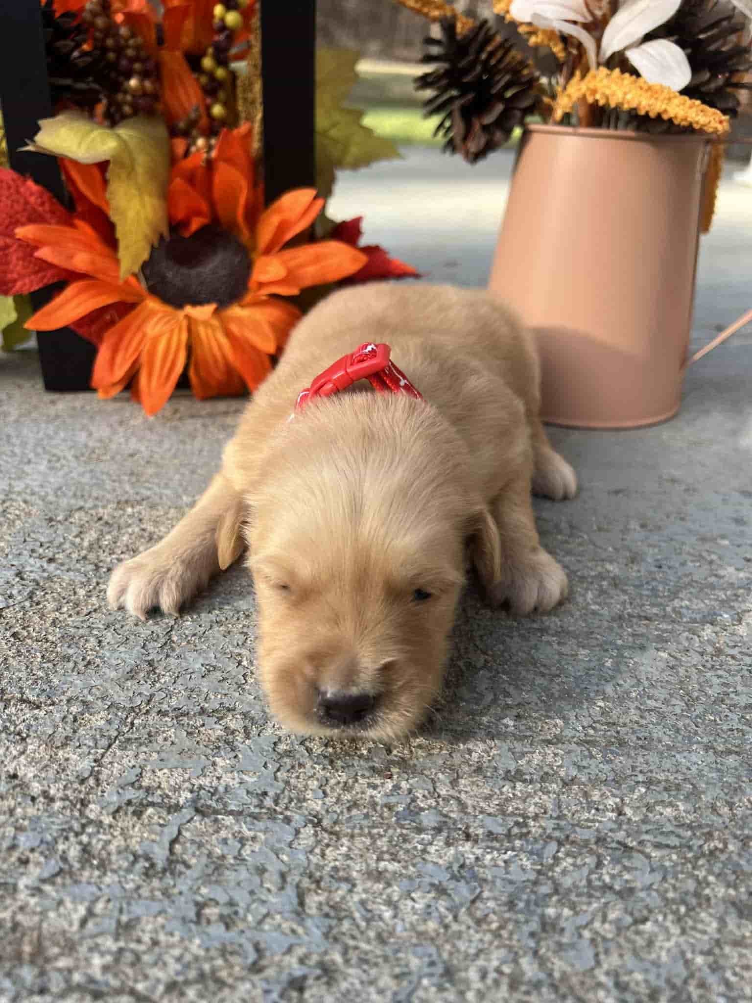 A purebred chocolate Labrador Retriever puppy with a pink curtain and red rose flowers around him.