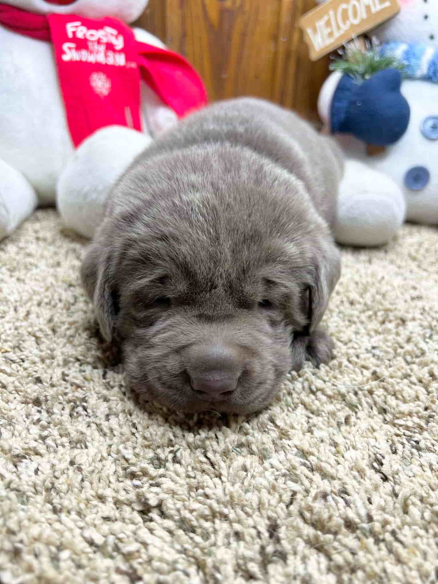 A purebred silver Labrador Retriever puppy with a pink curtain and red rose flowers around him.