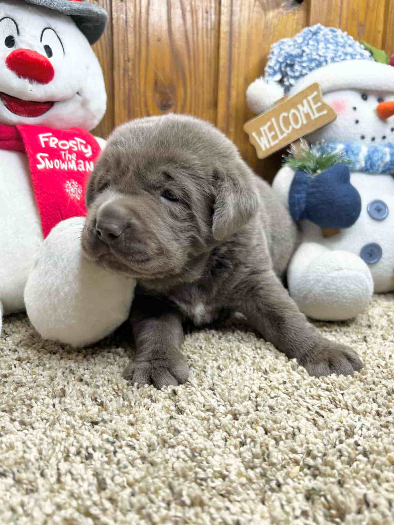 A purebred silver Labrador Retriever puppy with a pink curtain and red rose flowers around him.
