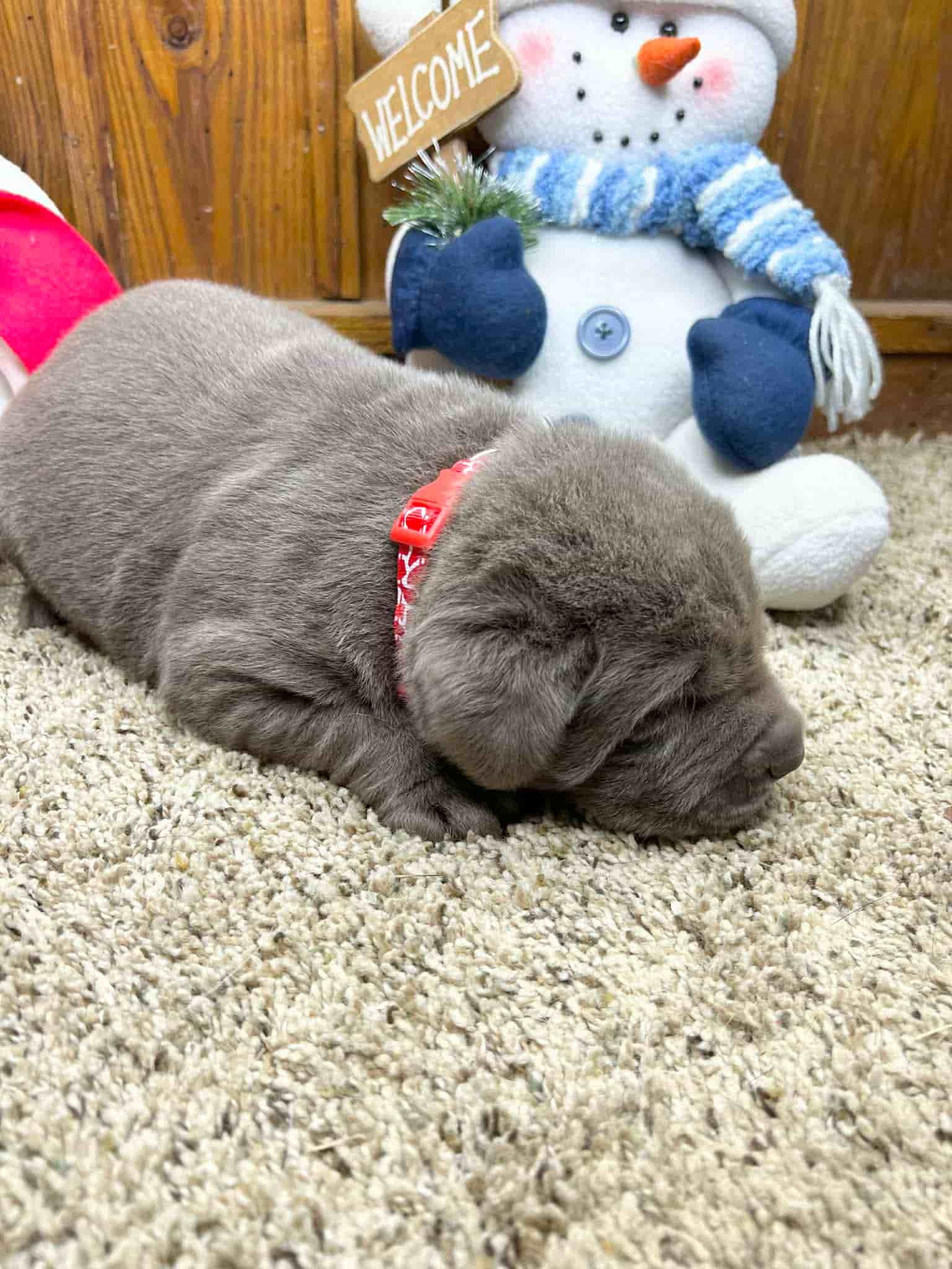 A purebred yellow Labrador Retriever puppy with a pink curtain and red rose flowers around him.