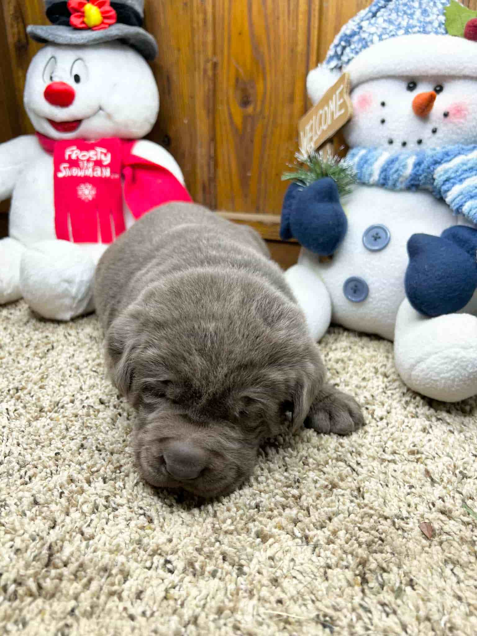 A purebred yellow Labrador Retriever puppy with a pink curtain and red rose flowers around him.
