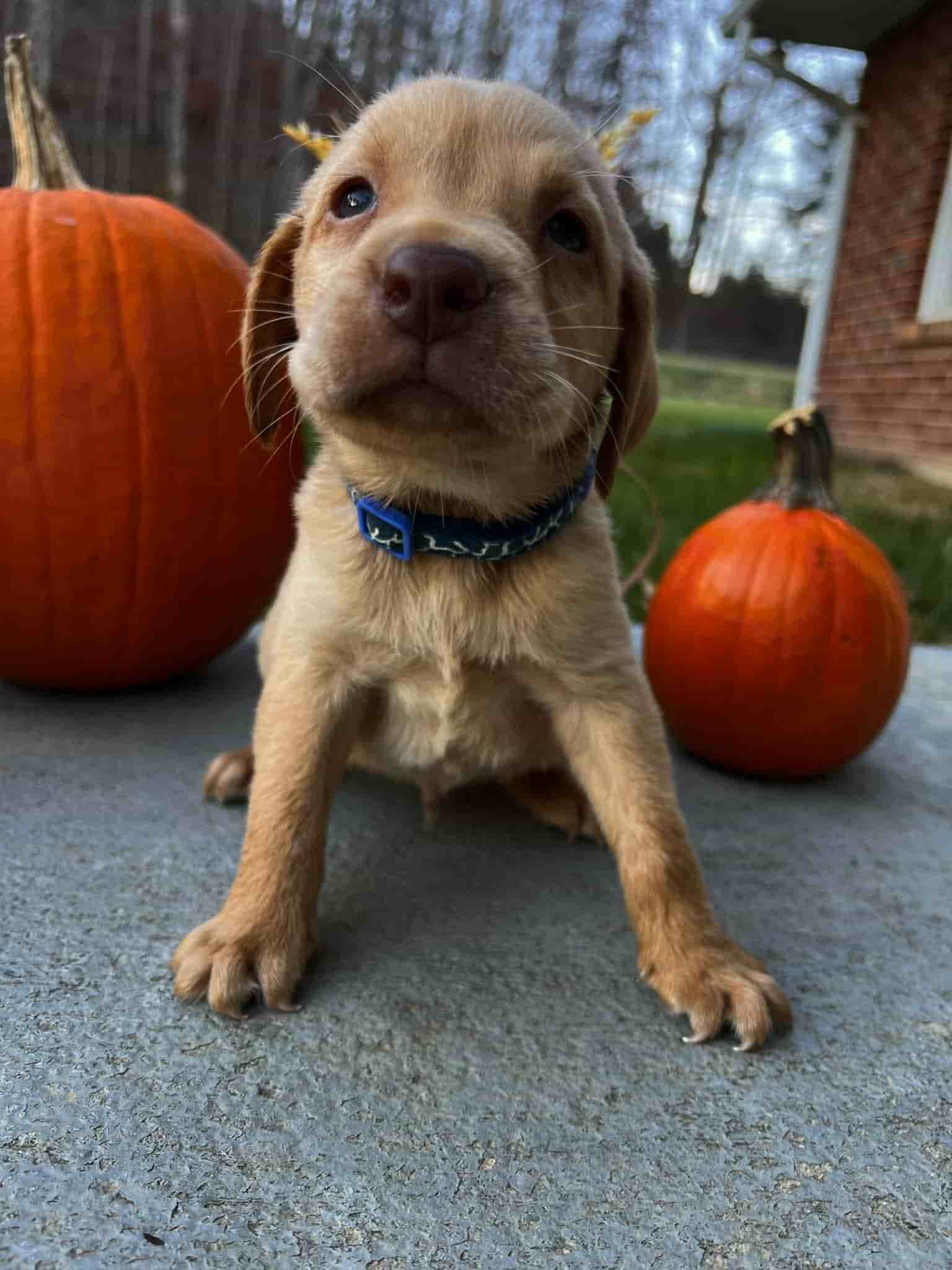 A purebred chocolate Labrador Retriever puppy with a pink curtain and red rose flowers around him.
